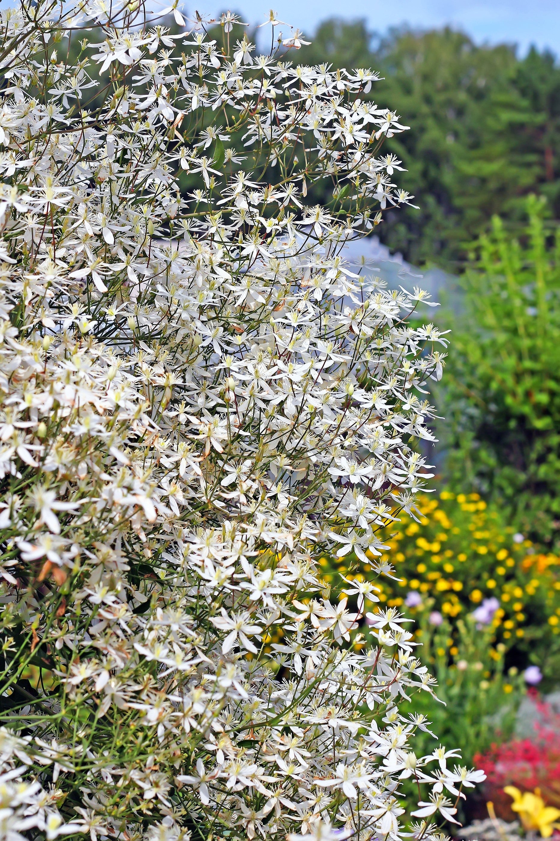 20 SWEET AUTUMN CLEMATIS Paniculata Fragrant White Flower Vine Seeds