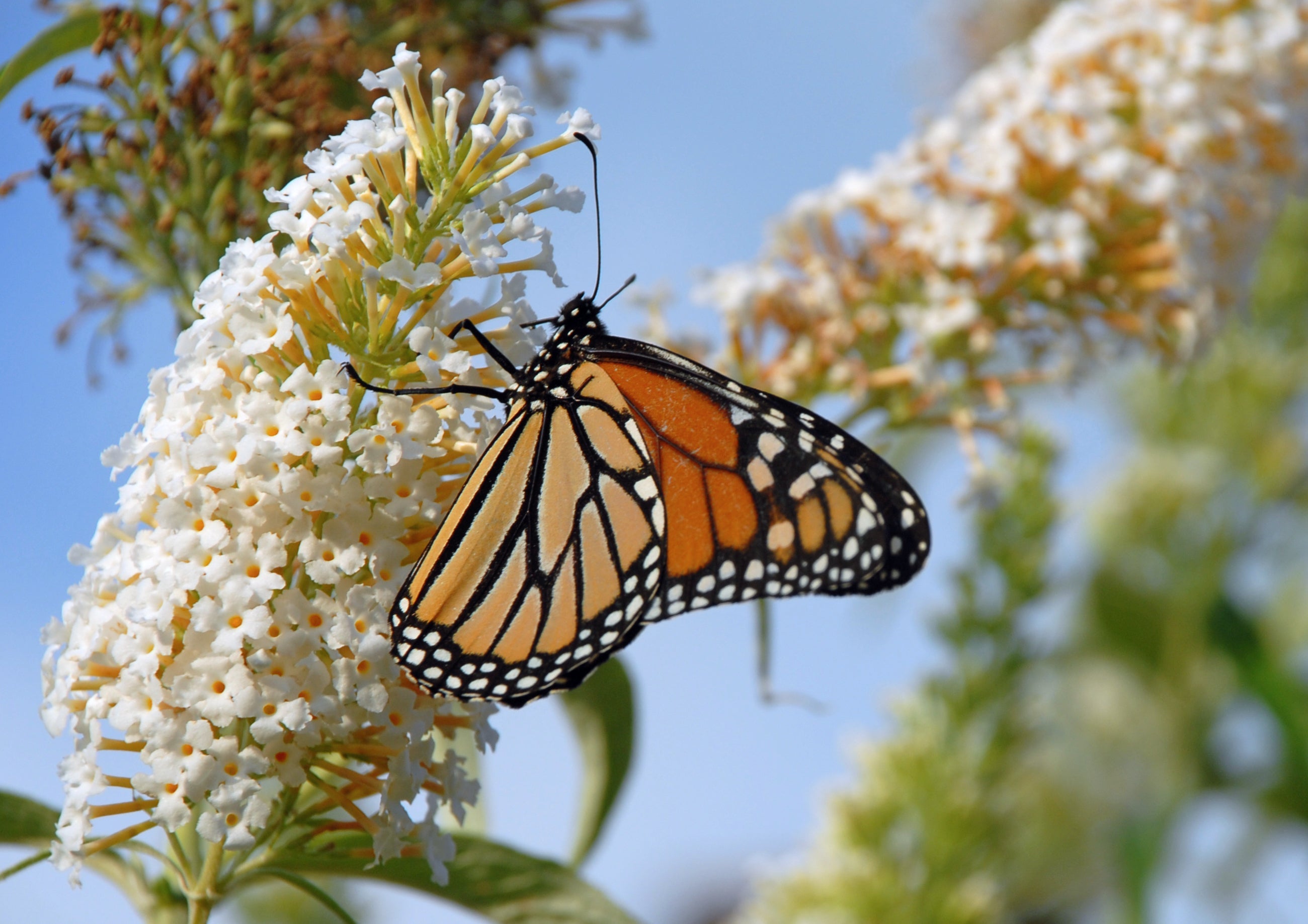 50 WHITE BUTTERFLY BUSH Buddleja Davidii Flower Seeds