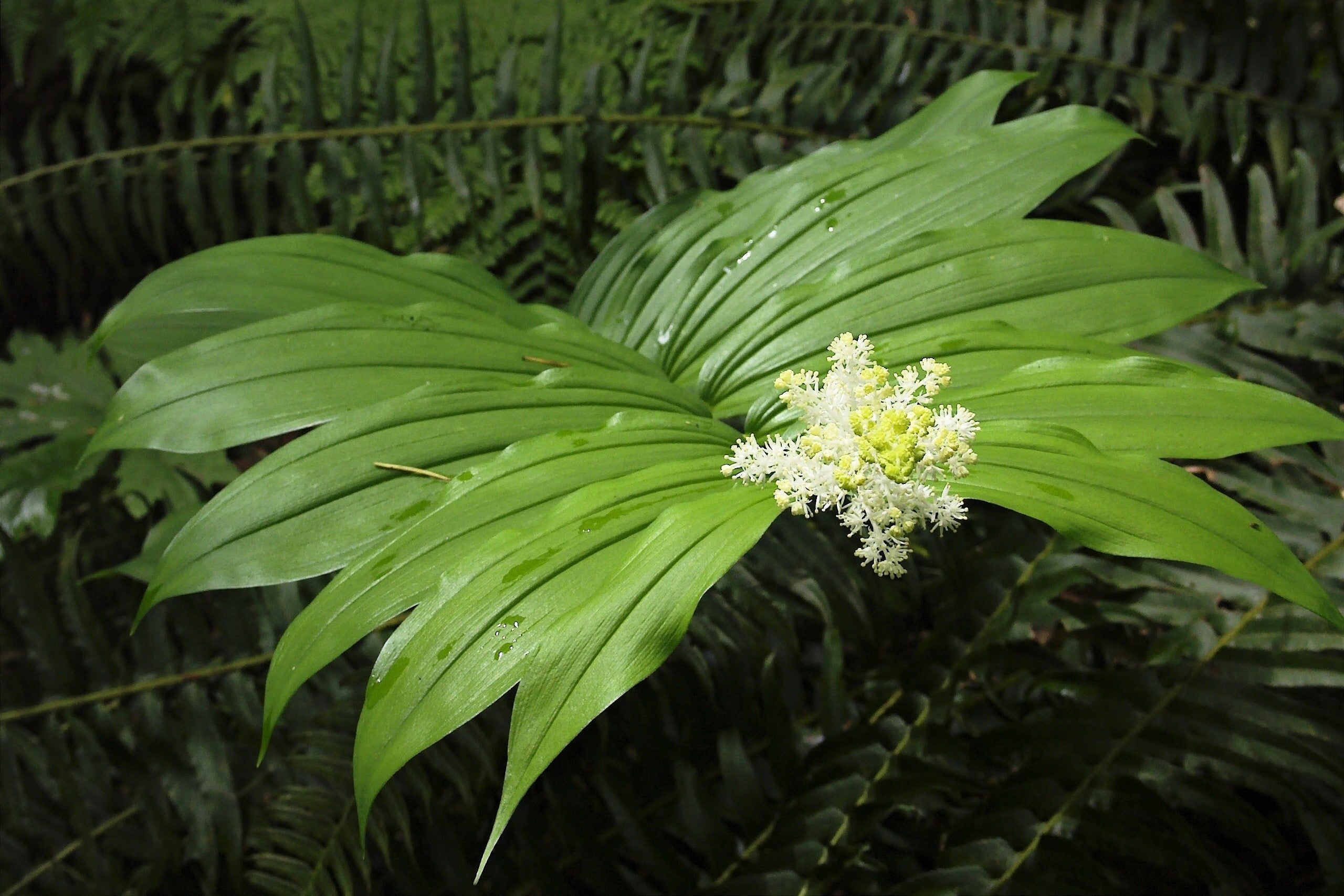 10 SOLOMON'S SPIKE White Western False Seal Maianthemum Racemosum Flower Seeds