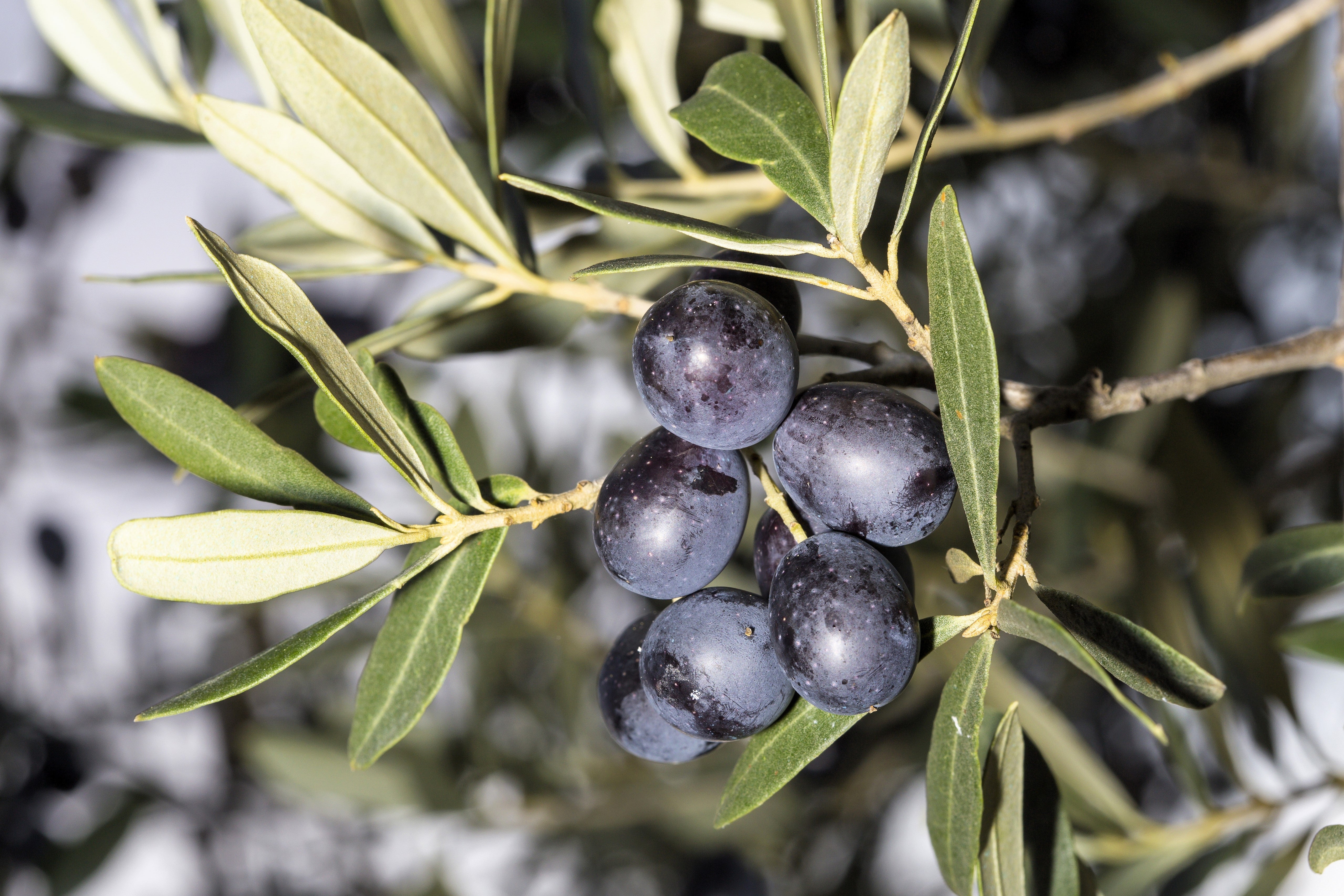 15 EUROPEAN OLIVE TREE Olea Europaea Edible Common Green Black Fruit Seeds