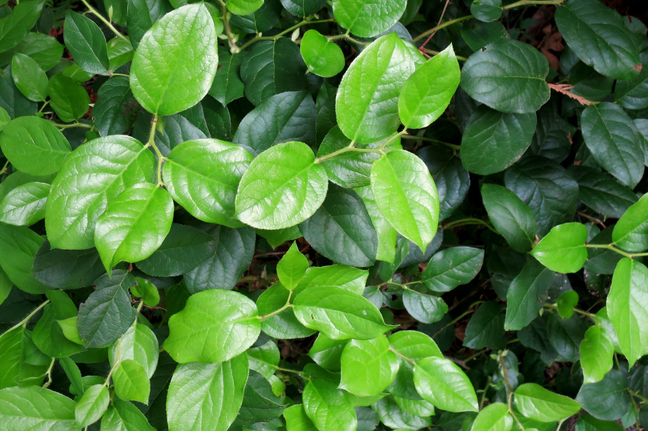 40 SALAL BERRY Gaultheria Shallon Pink White Flowers Blue Fruit Shrub Seeds