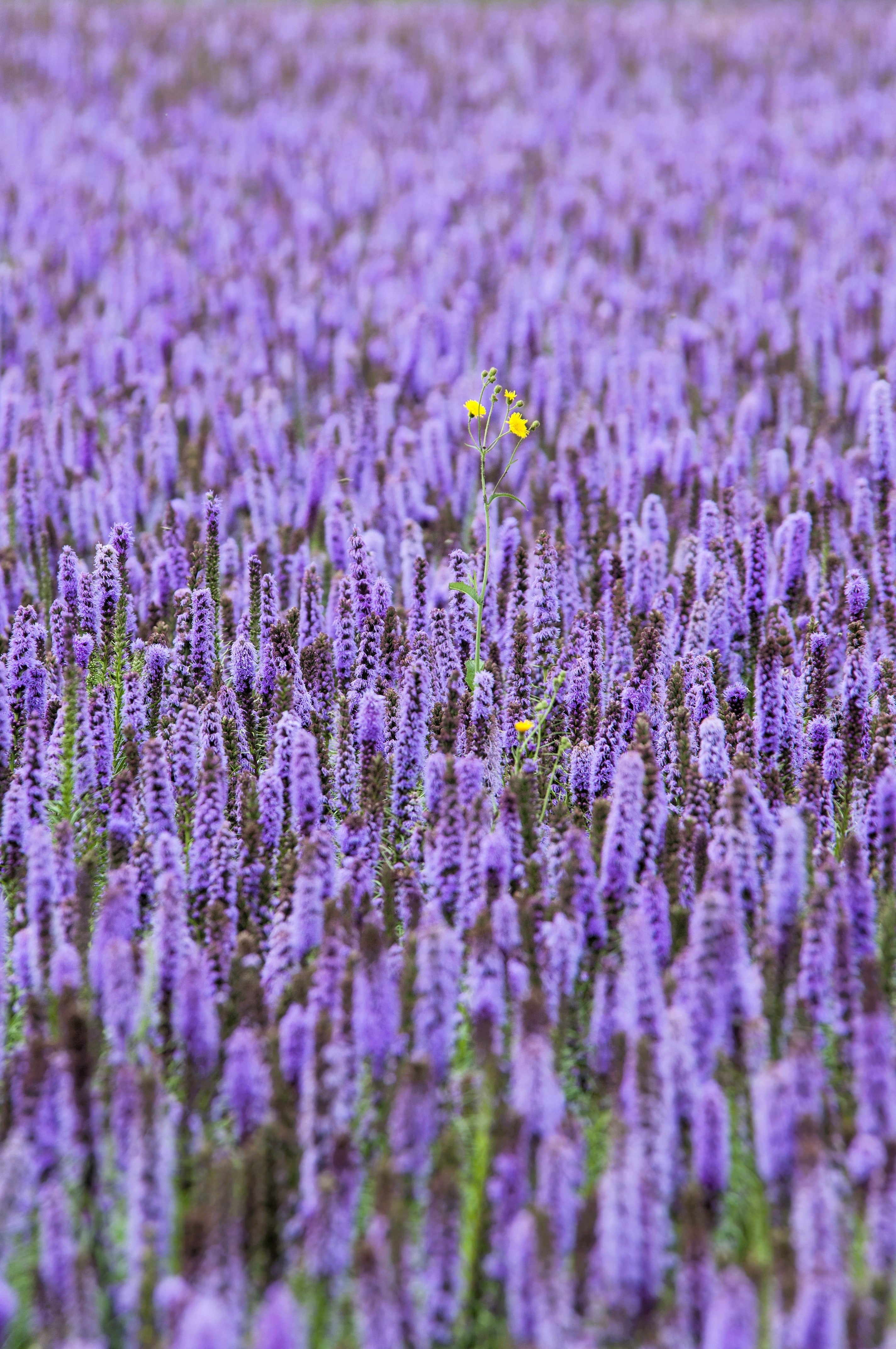 100 ORGANIC Superior LICORICE MINT Agastache Rugosa Korean Tea Herb Purple Flower Seeds