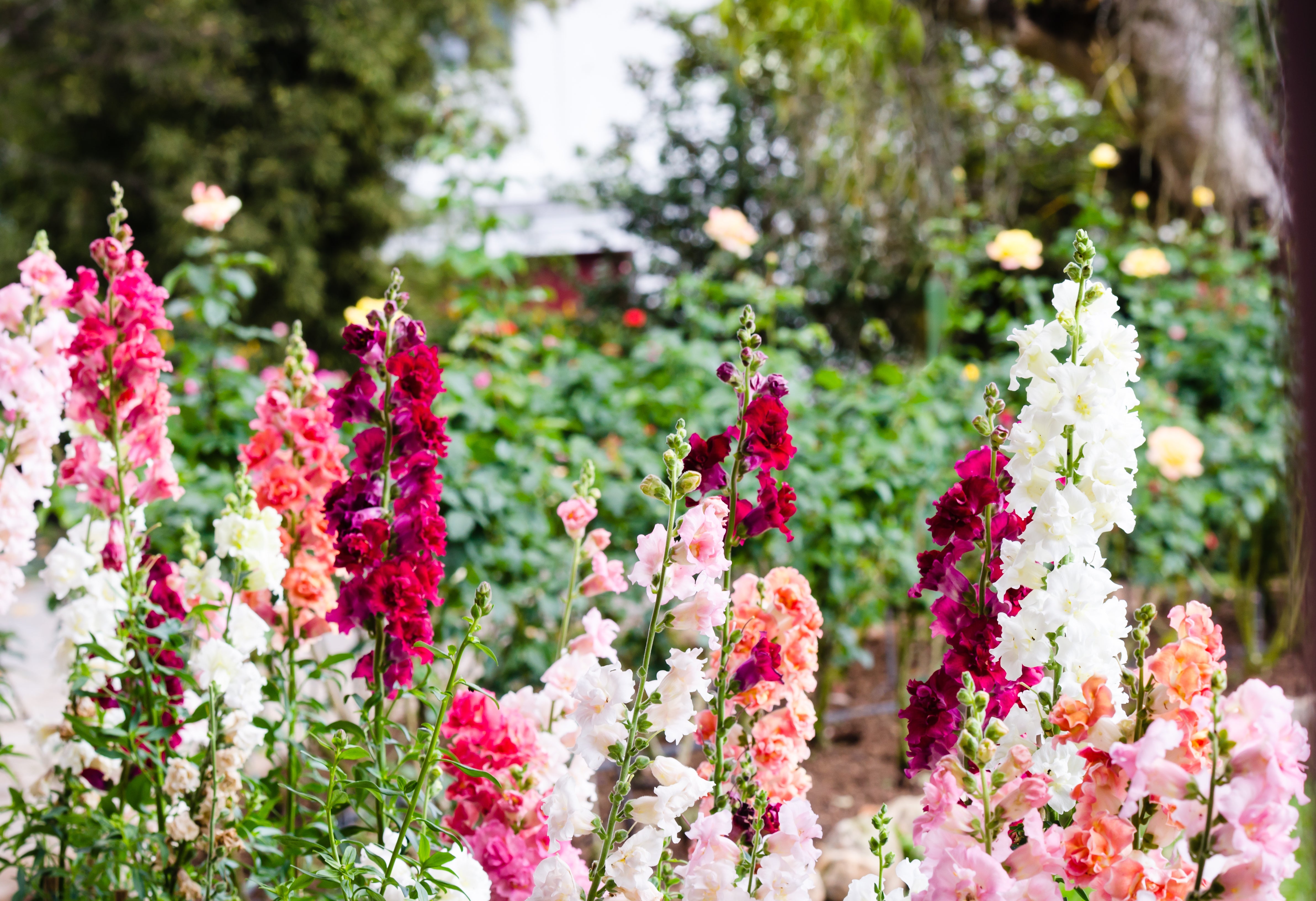 25 Double MADAME BUTTERFLY SNAPDRAGON Mixed Colors Antirrhinum Majus Flower Seeds