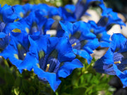 15 Blue STEMLESS GENTIAN Gentiana Acaulis Kochiana Flower Seeds
