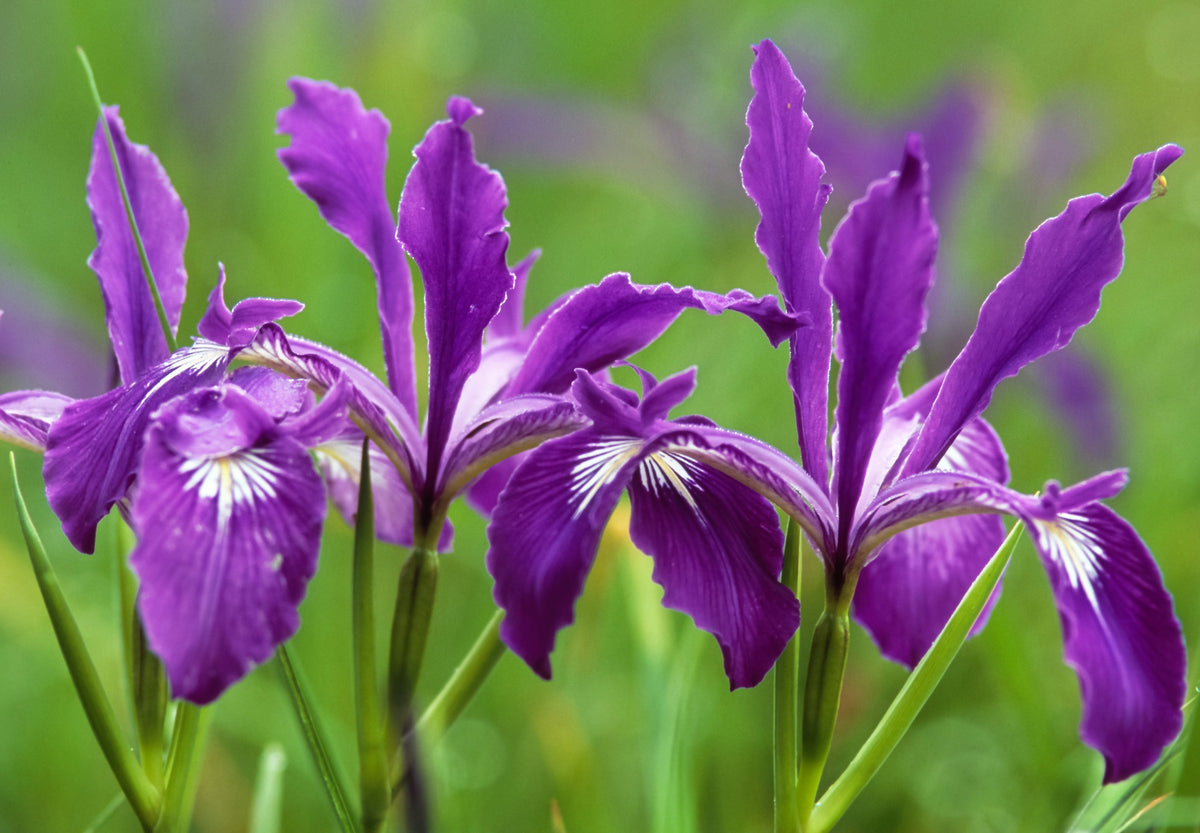 20 Blue & Purple OREGON IRIS ( Tough-Leaf Iris ) Iris Tenax Flower Seeds
