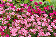 550 MAIDEN PINKS Mixed Colors Dianthus Deltoides Flower Seeds