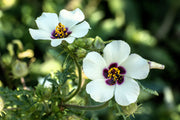 10 SIMPLY LOVE HIBISCUS (Flower of the Hour / Baldder Hibiscus) Hibiscus Trionum Flower Seeds
