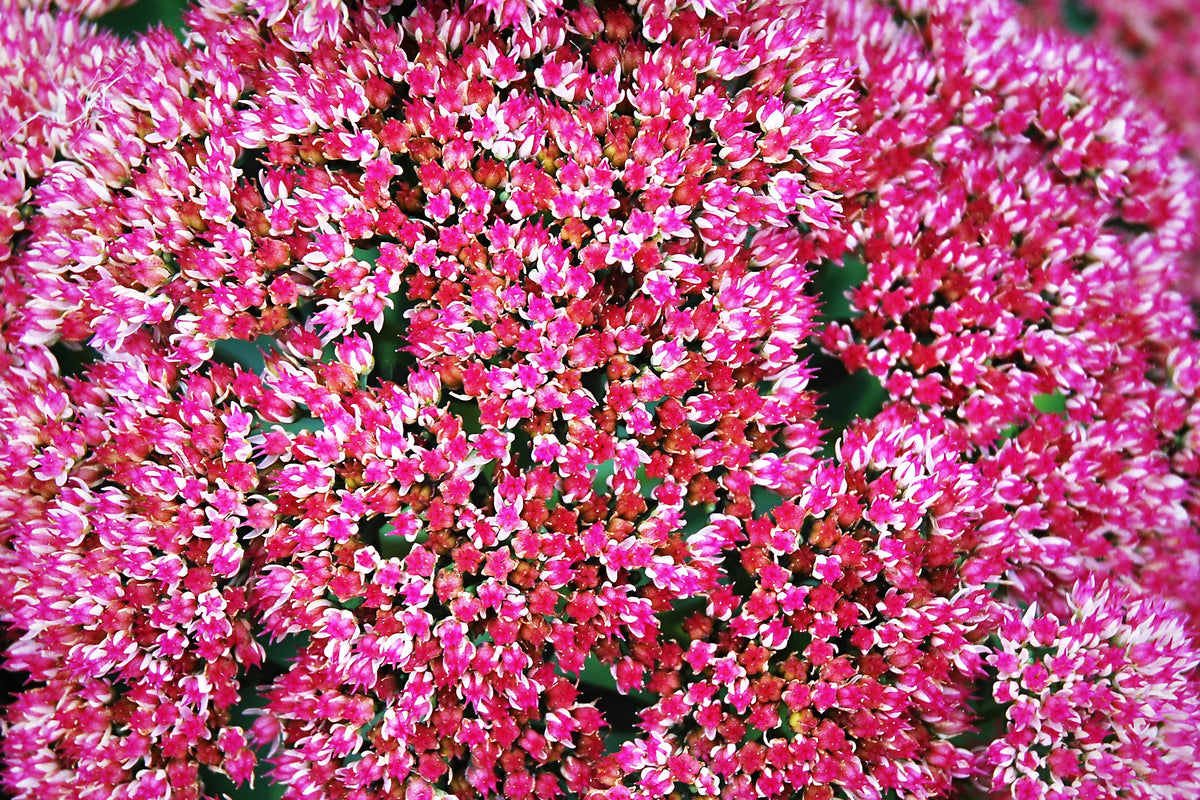 10 EMPEROR'S WAVE SEDUM Red Upright Telephium Succulent Stonecrop Flower Hylotelephium Seeds