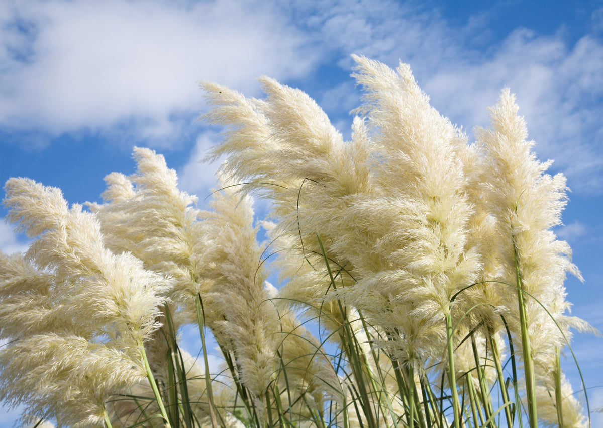 200 WHITE PAMPAS GRASS Cortaderia Selloana Ornamental Flower Seeds
