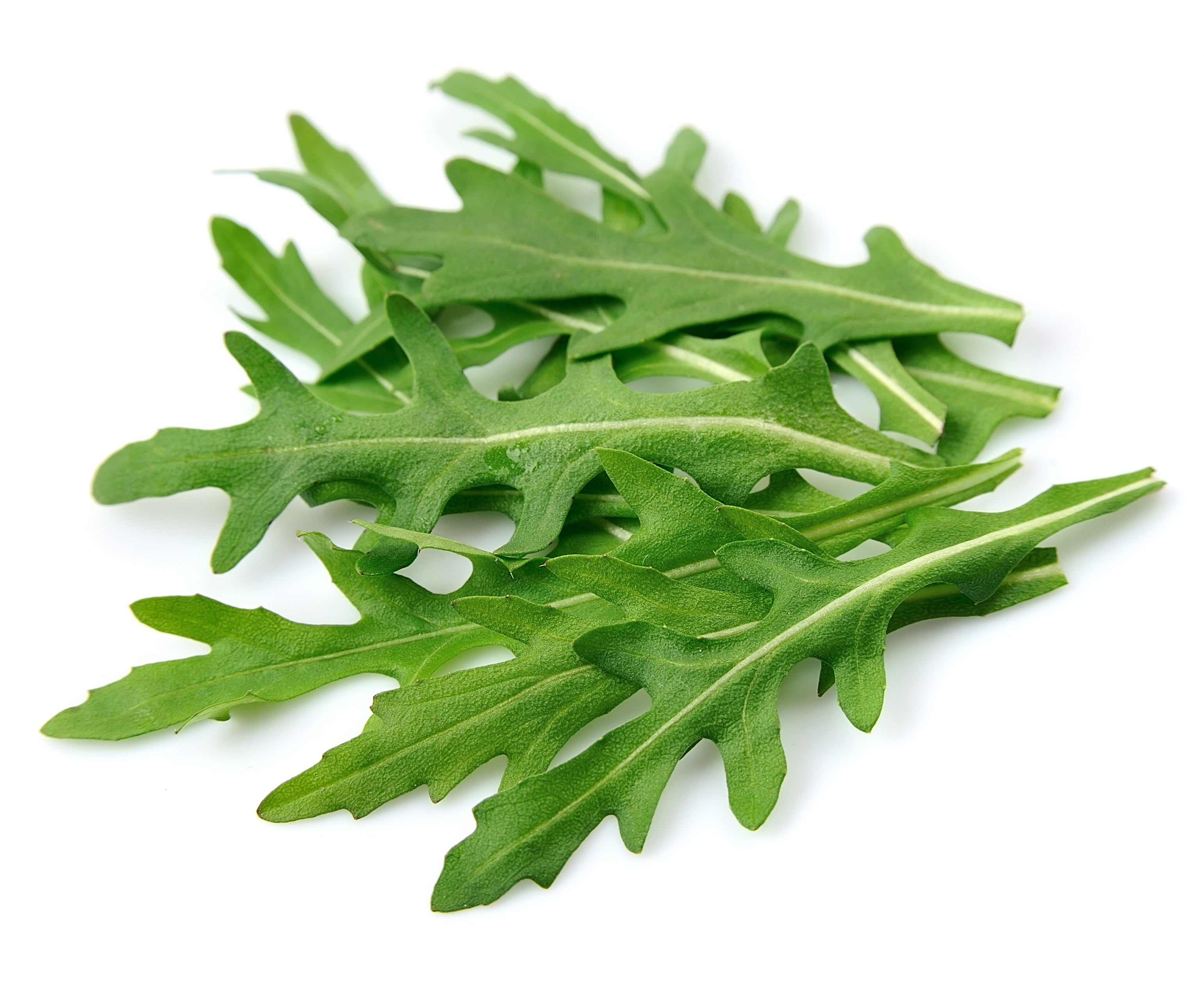 2000 ARUGULA Eruca Vesicaria Sativa Greens Vegetable Seeds