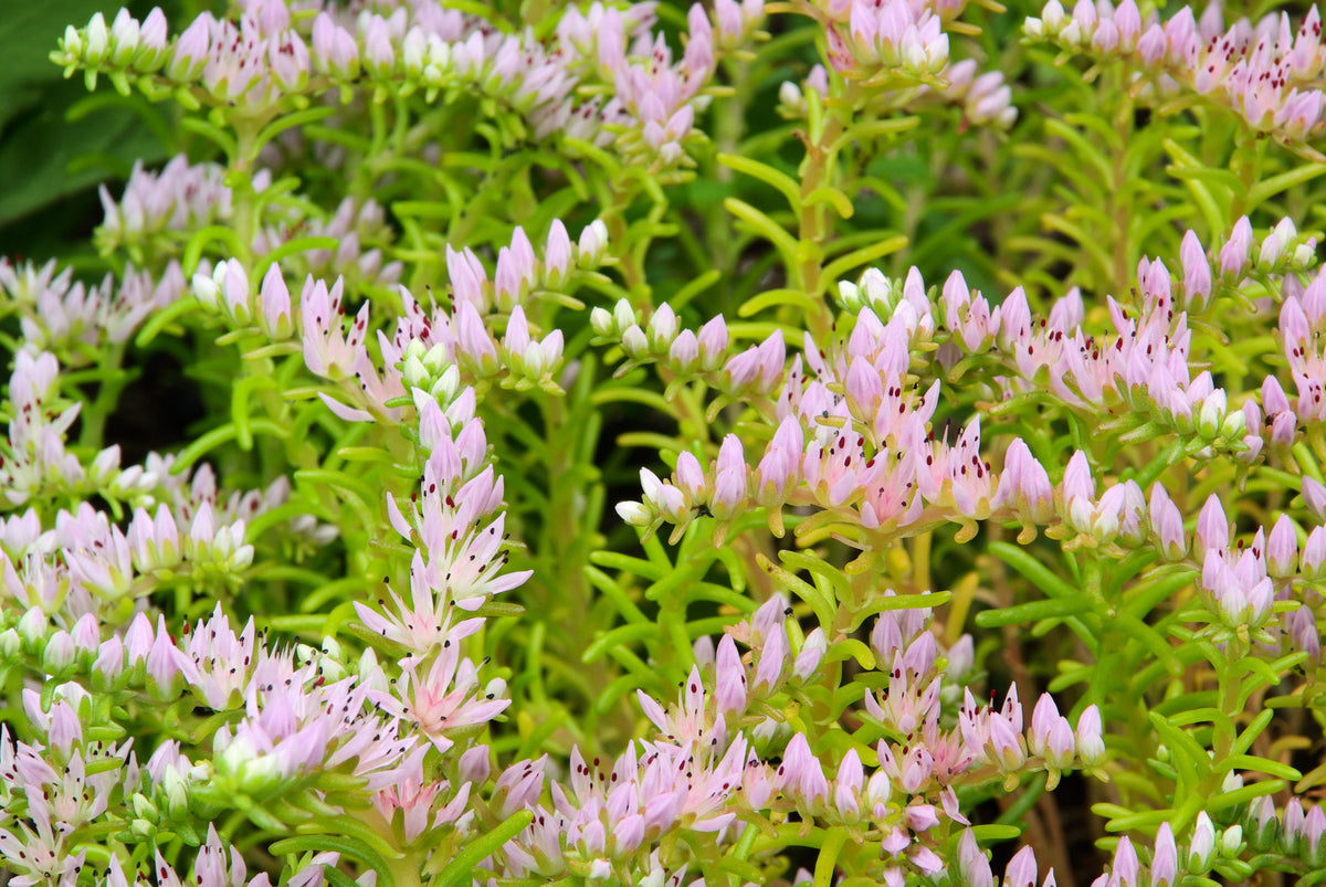 150 MIXED SEDUM Stonecrop Succulent Groundcover Red White Yellow Pink Purple Flower Seeds