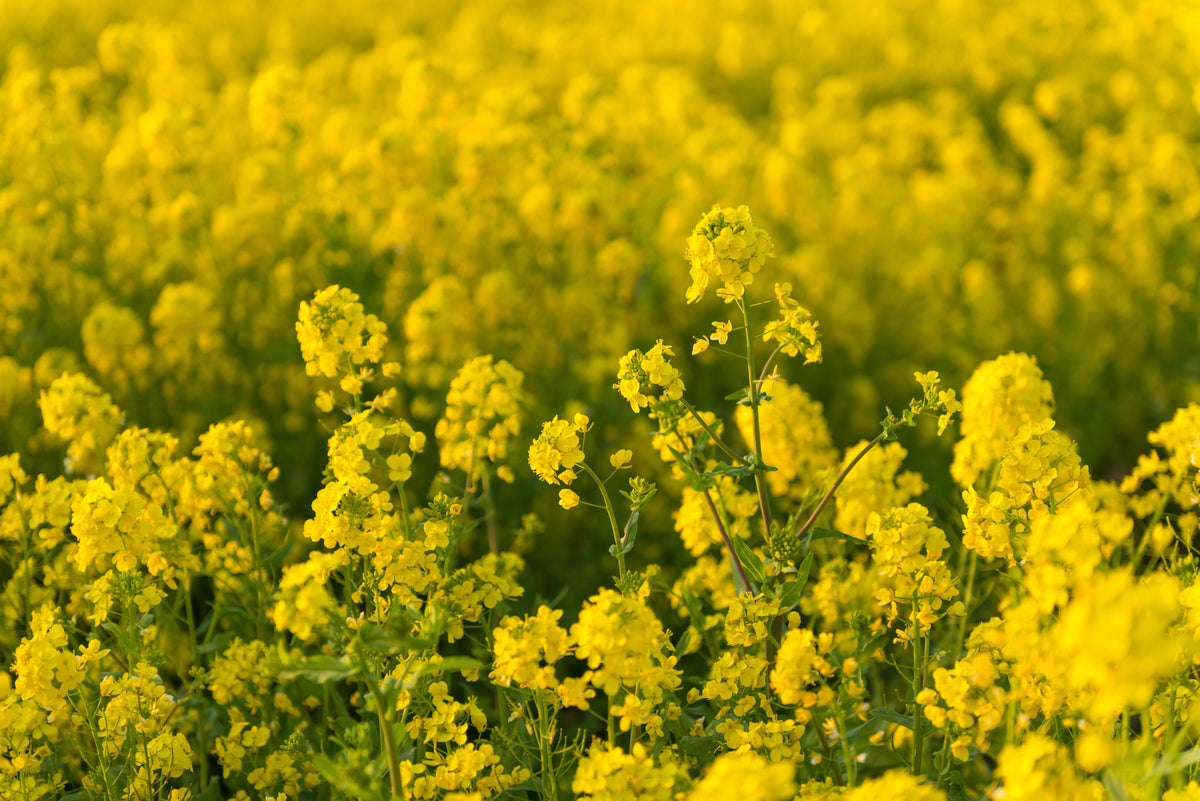 3000 Southern GIANT CURLED MUSTARD Ostrich Plume Brassica Juncea Vegetable Herb Seeds