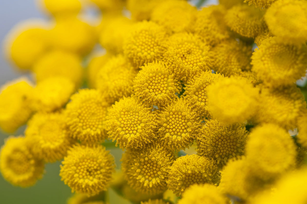 100 YELLOW TANSY Double Golden Buttons Fern Leaf Tanacetum Vulgare Flower Seeds
