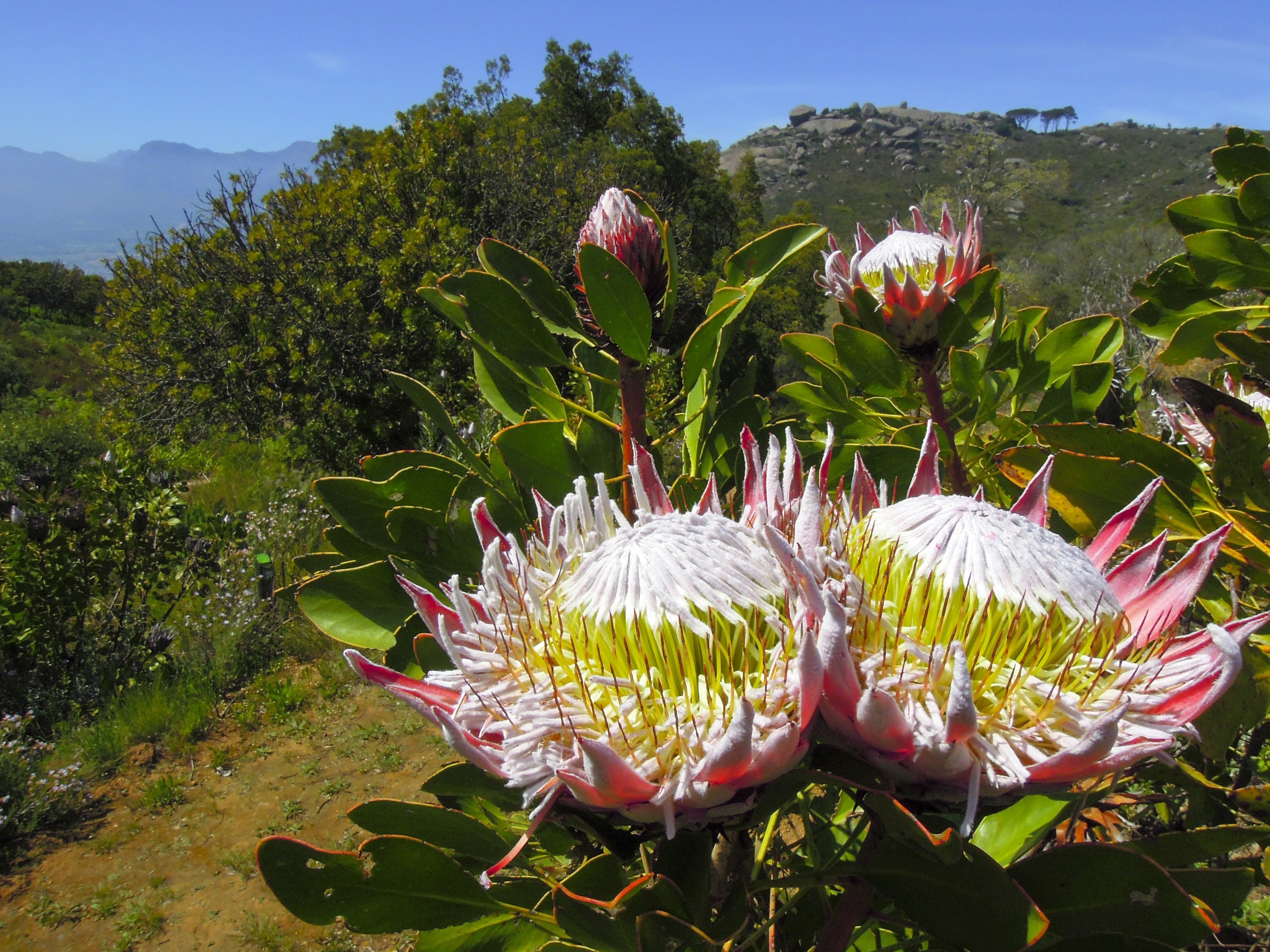 5 Giant KING PROTEA Cynaroides Sugarbush Rare 12" Flower Seeds