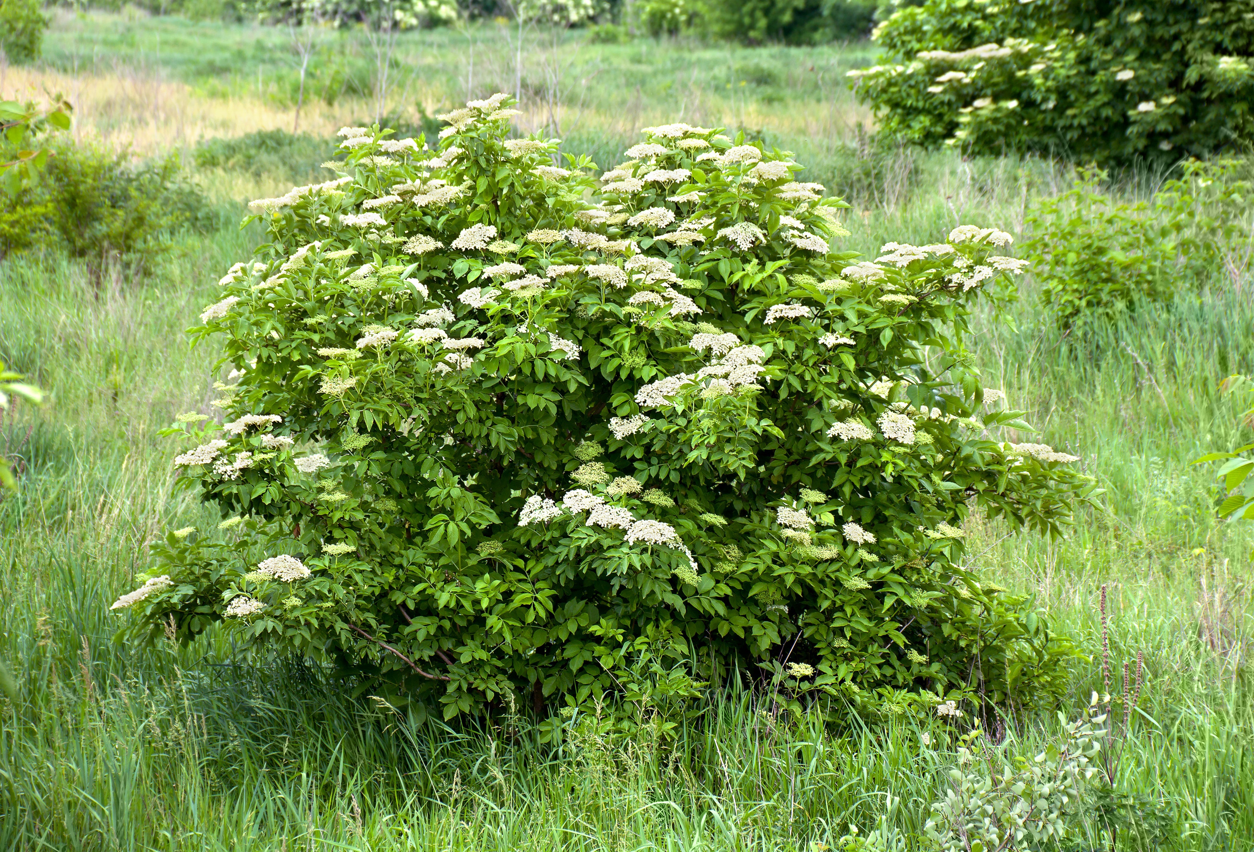 500 BULK American ELDERBERRY Fruit Bush Shrub Tree Sambucus Nigra Canadensis Seeds