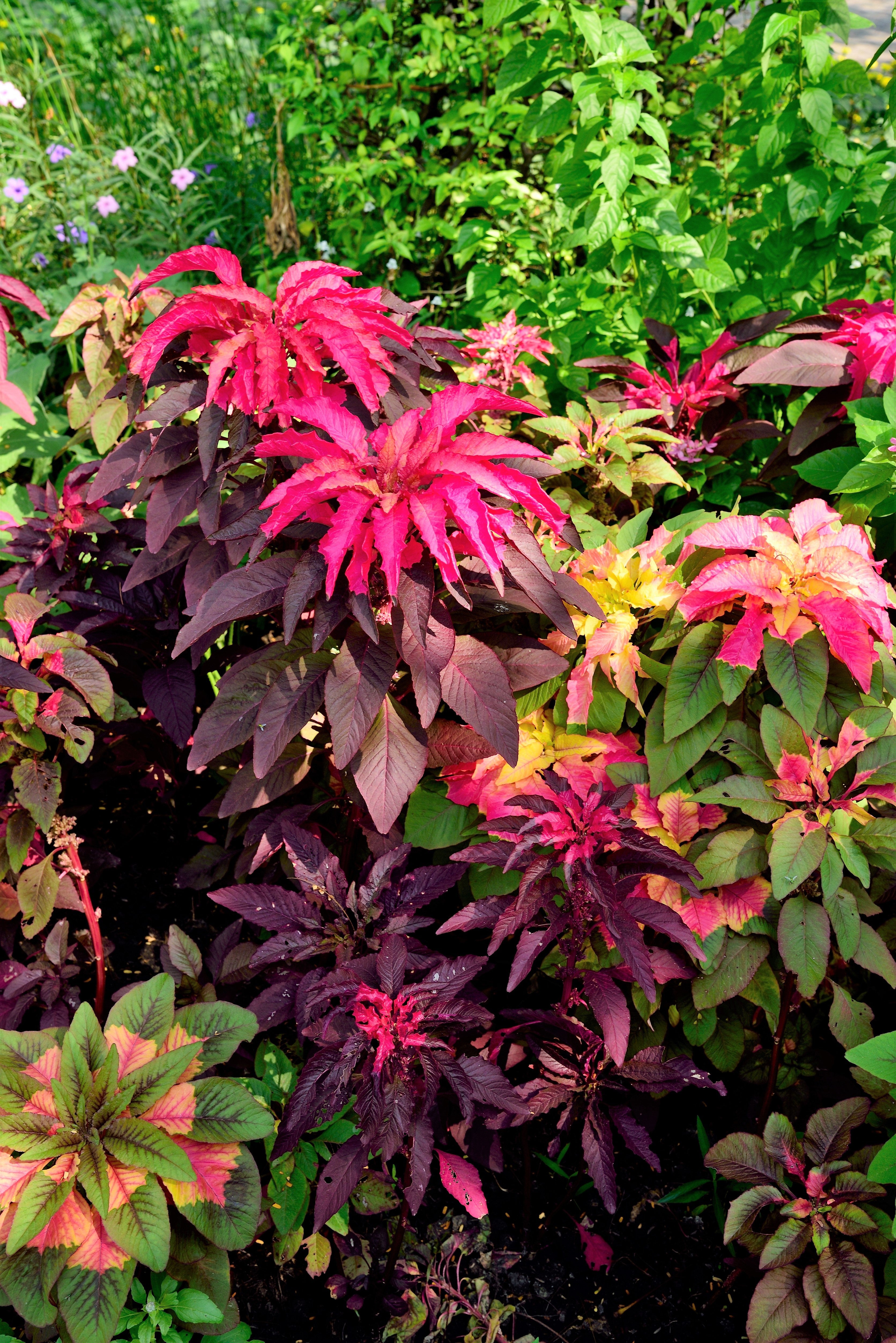 100 Tricolor EARLY SPLENDOR AMARANTHUS Hypochondricus Flower Seeds