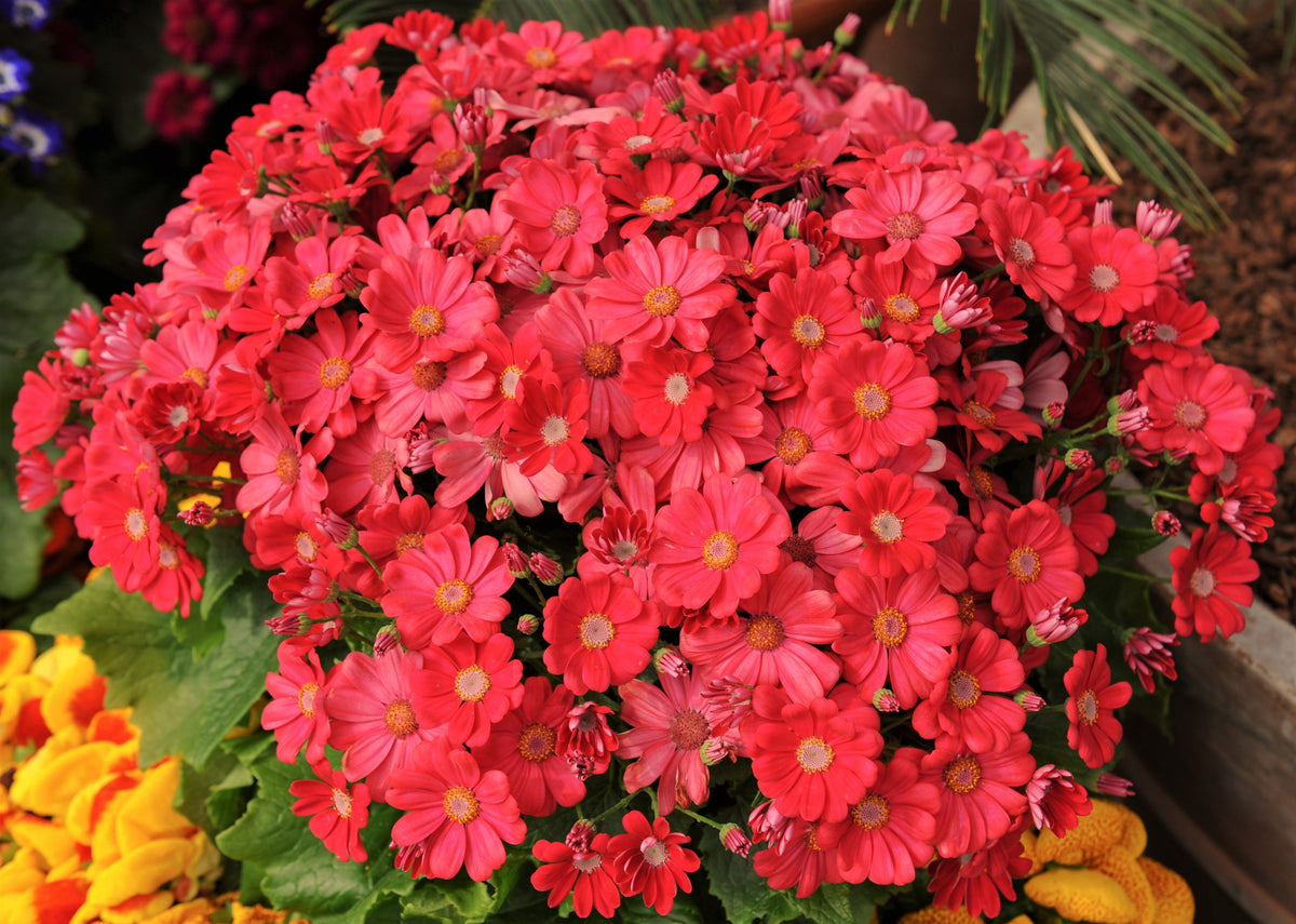 100 Mixed Colors FAIRY PRIMROSE Primula Malacoides Red Pink Purple White Baby Primrose Shade Houseplant Flower Seeds