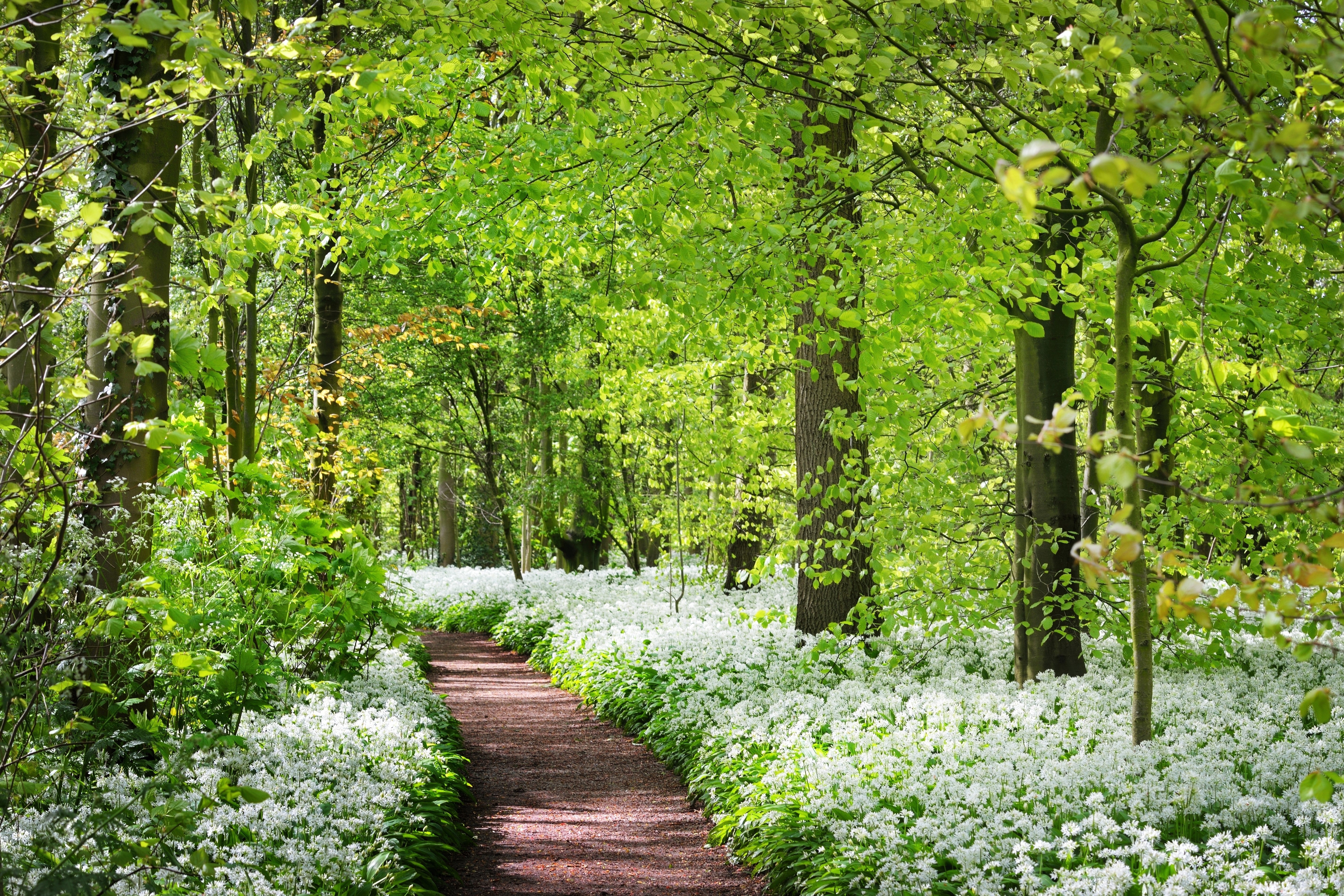 10 RAMSONS / WILD Bear GARLIC Allium Ursinum Vegetable Herb White Flower Seeds