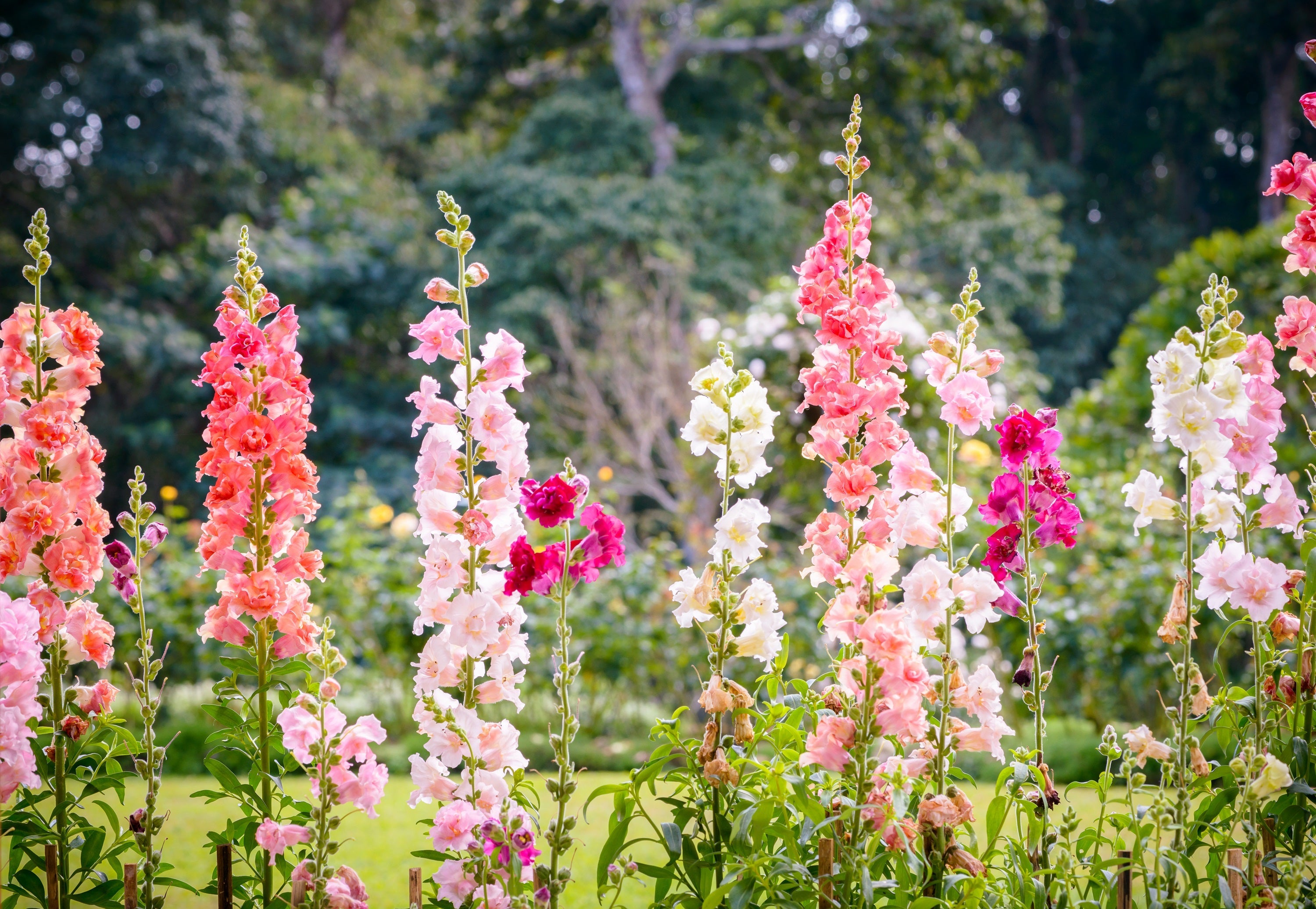 25 Double MADAME BUTTERFLY SNAPDRAGON Mixed Colors Antirrhinum Majus Flower Seeds