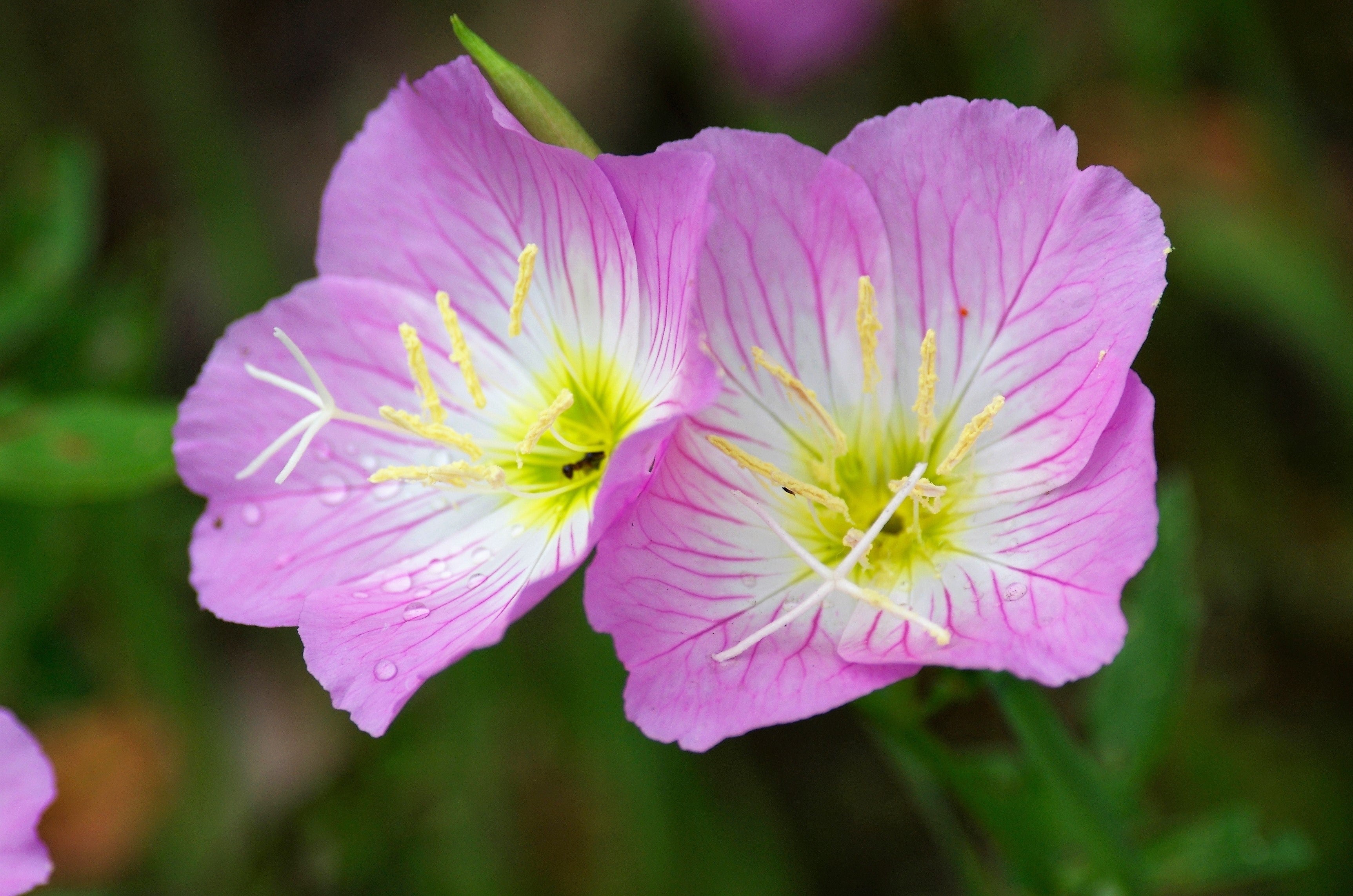 1000 Showy PINK EVENING PRIMROSE (Pink Ladies / Mexican Evening) Oenothera Speciosa Flower Seeds