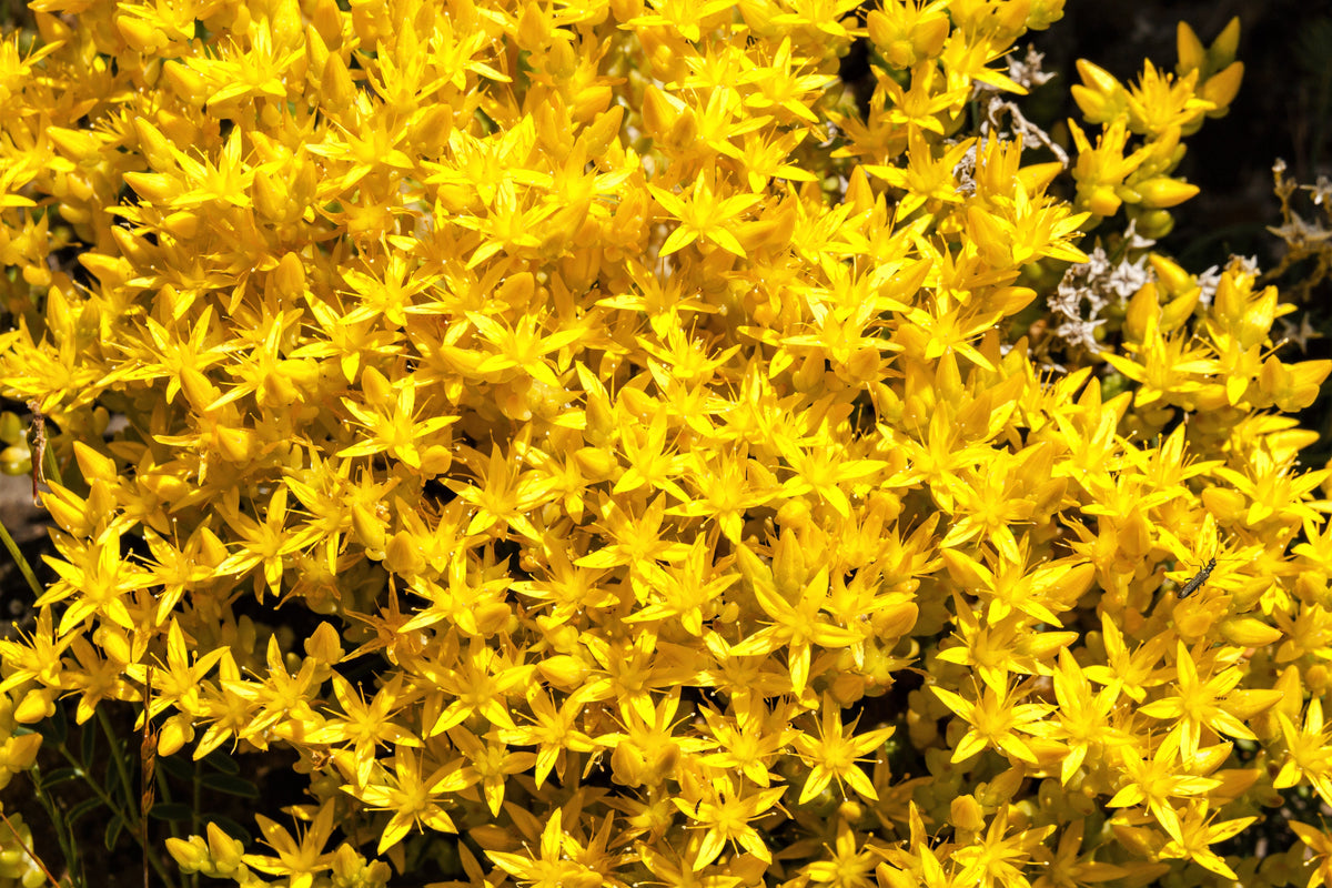 150 MIXED SEDUM Stonecrop Succulent Groundcover Red White Yellow Pink Purple Flower Seeds