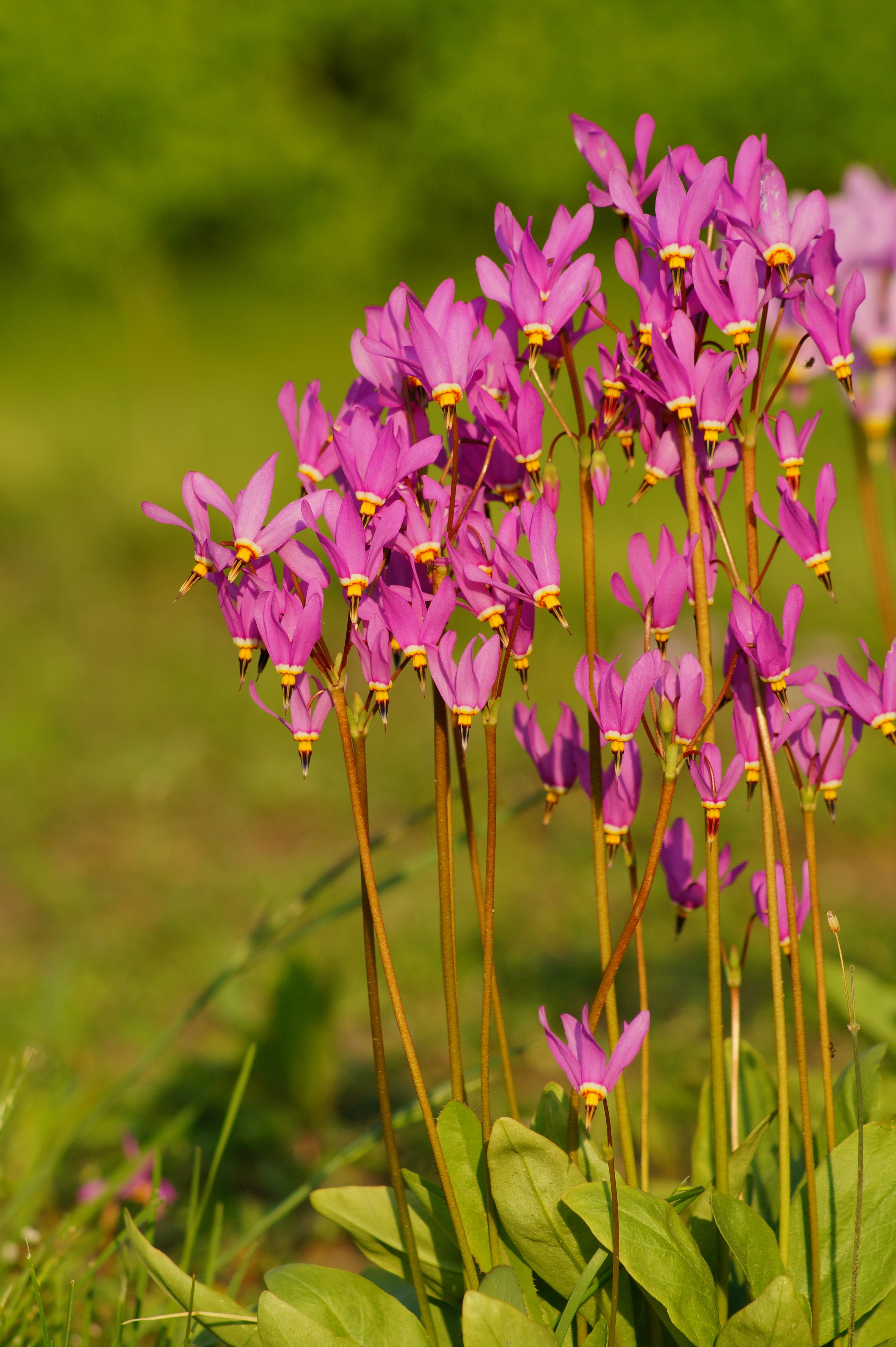 25 MIDLAND SHOOTING STAR (Flamingo Flower / Birds Bills / Prairie Pointer) Dodecatheon Meadia Flower Seeds