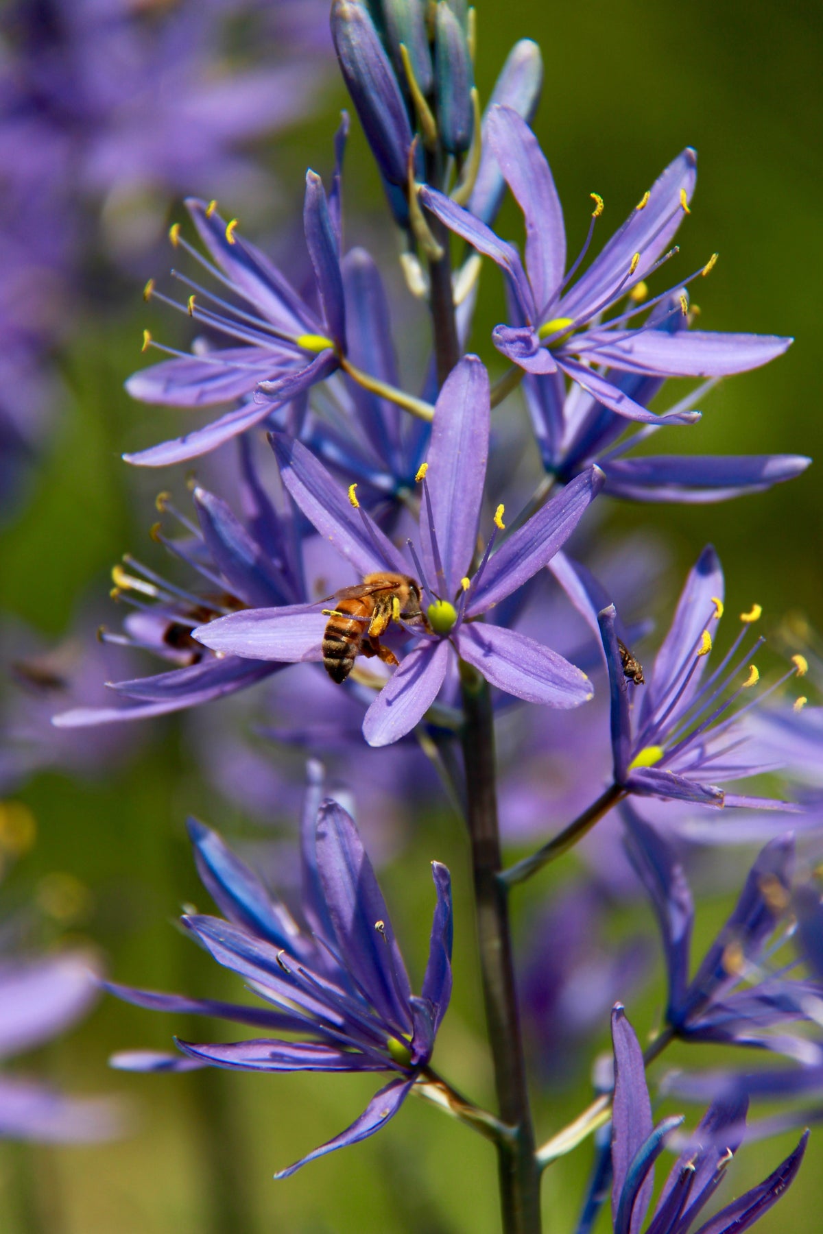 30 BLUE CAMAS Camass Lily Wild Indian Hyacinth Camassia Quamash Flower Herb Seeds