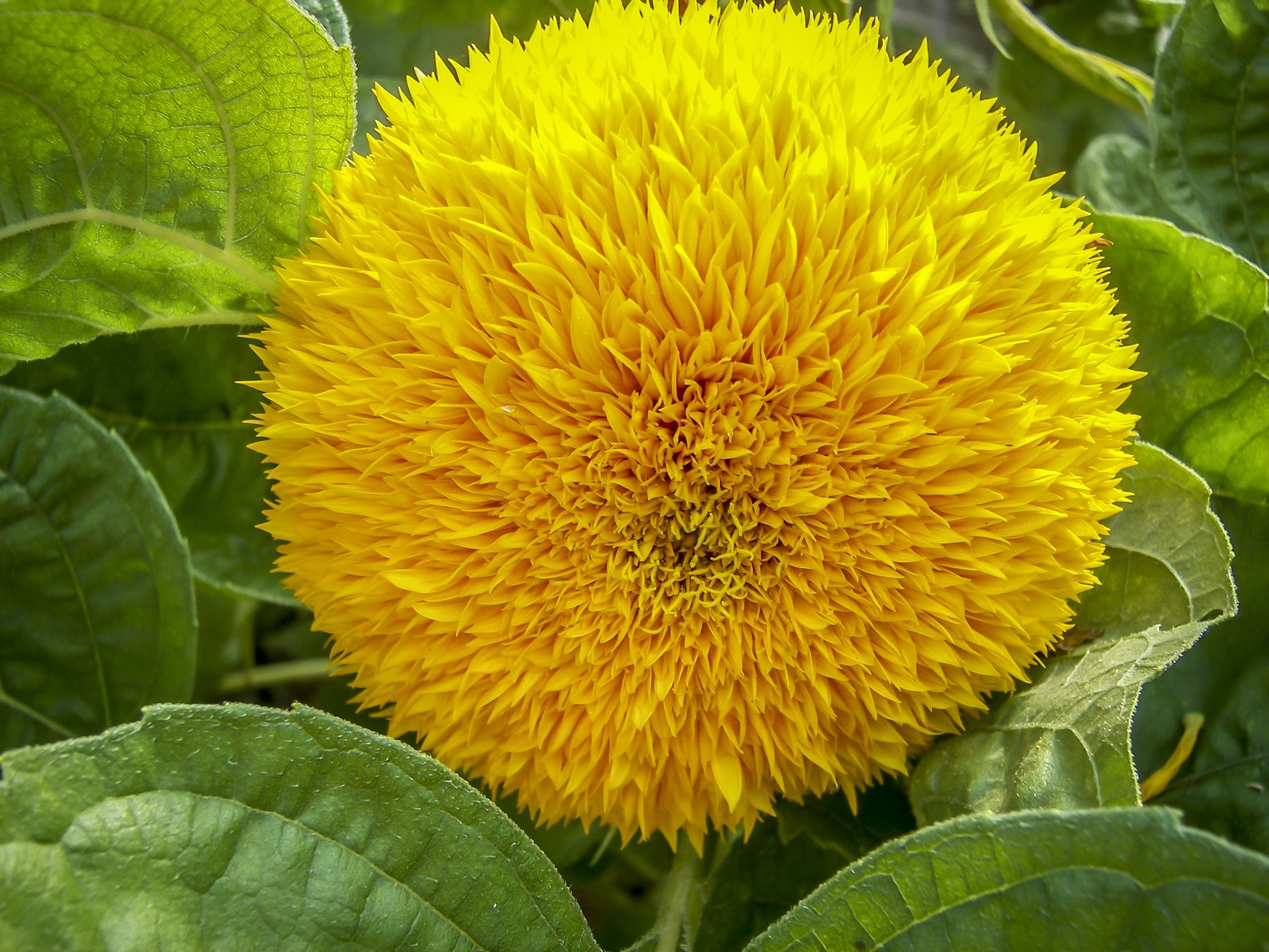 150 Double DWARF TEDDYBEAR SUNFLOWER Helianthus Annuus Yellow Flower Seeds