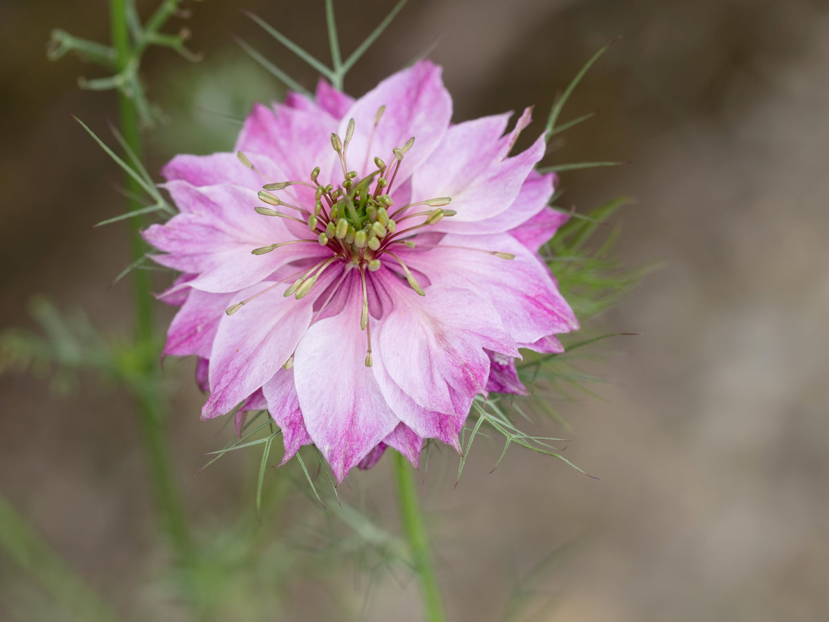 500 LOVE In A MIST PERSIAN Jewels Mixed Colors (Fennel Flower) Nigella Damascena Flower Seeds