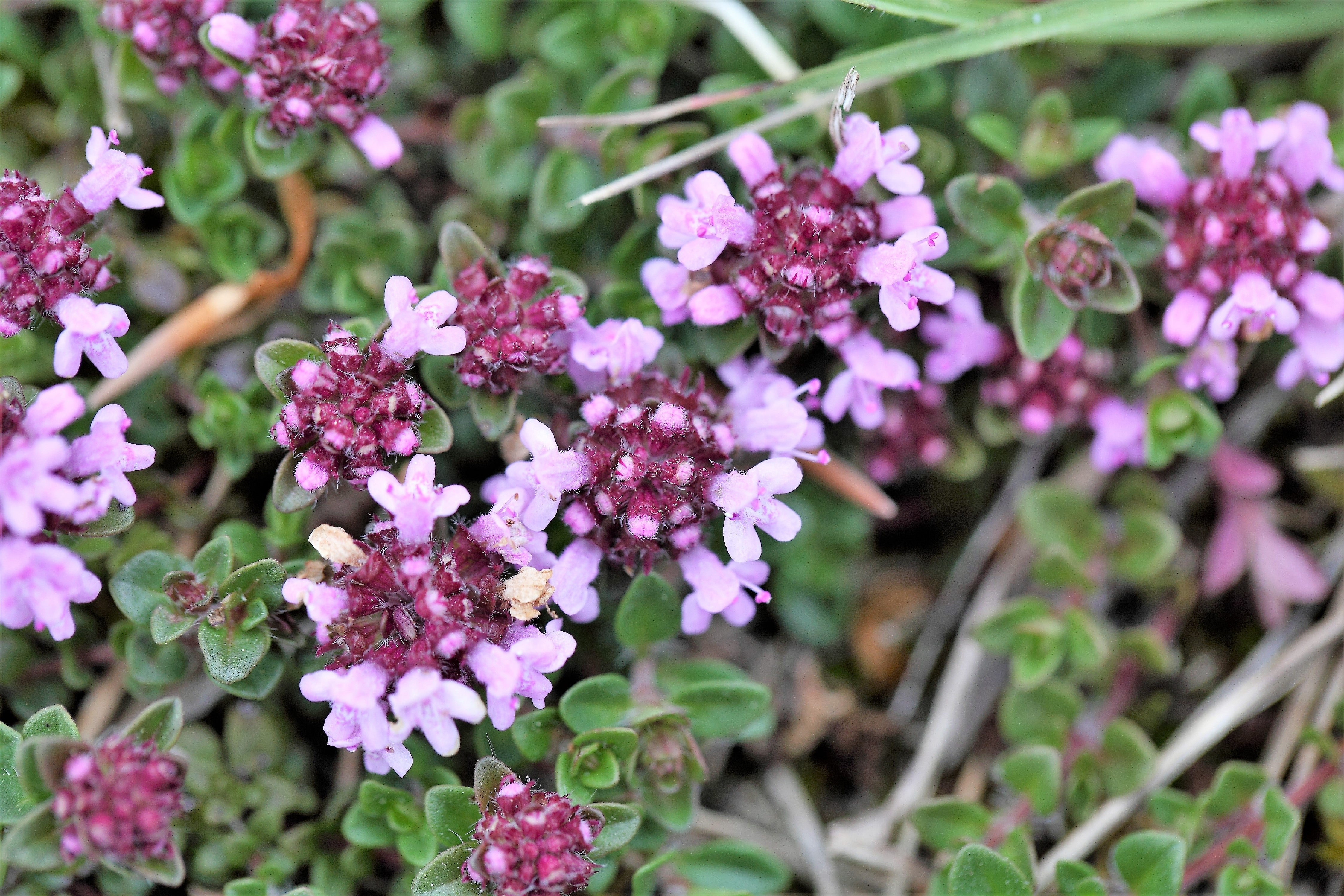 10,000 BULK LEMON THYME Thymus Pulegioides Herb Purple Flower Fragrant Evergreen Seeds