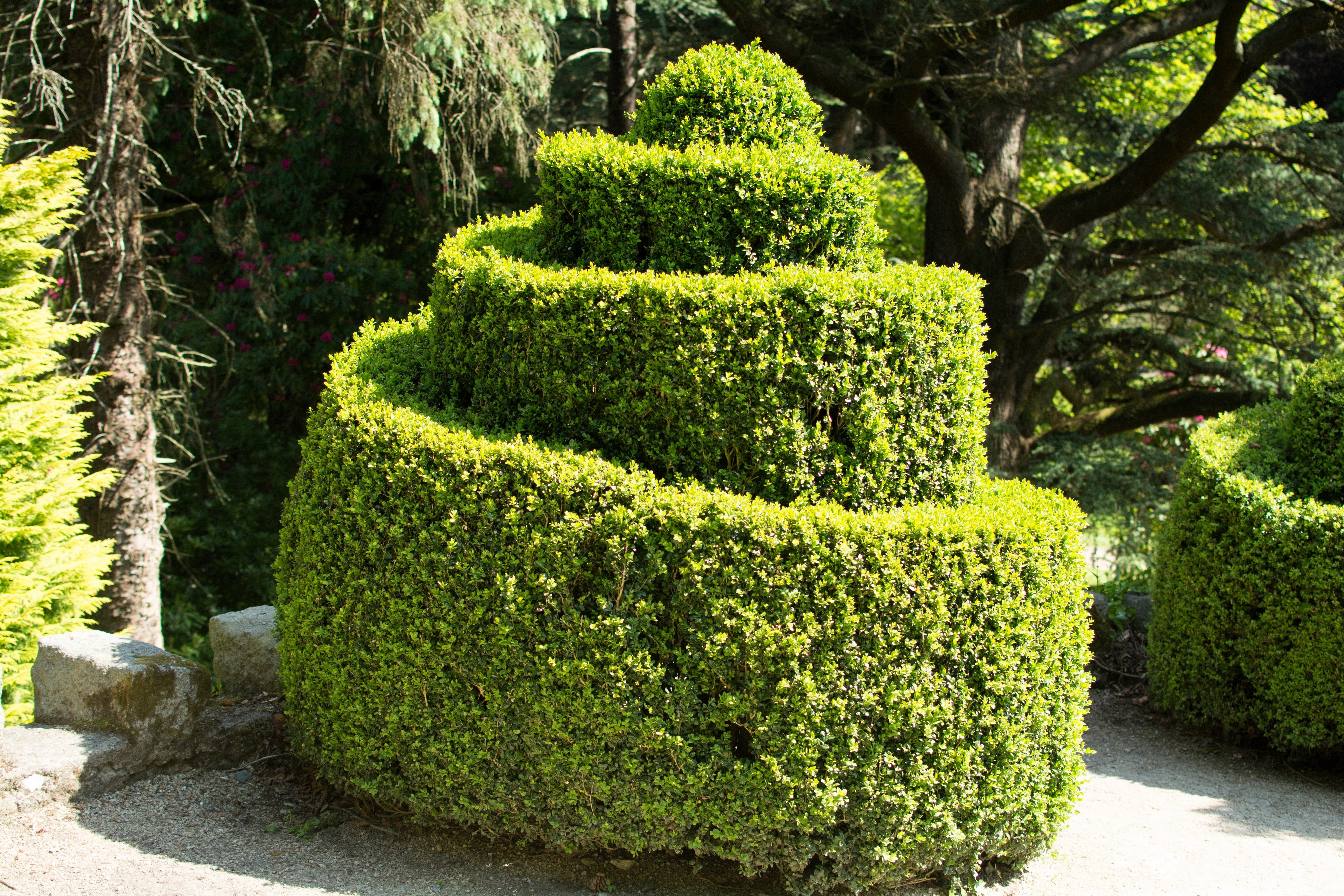 30 AMERICAN BOXWOOD Common Buxus Sempervirens European Box Shrub Seeds