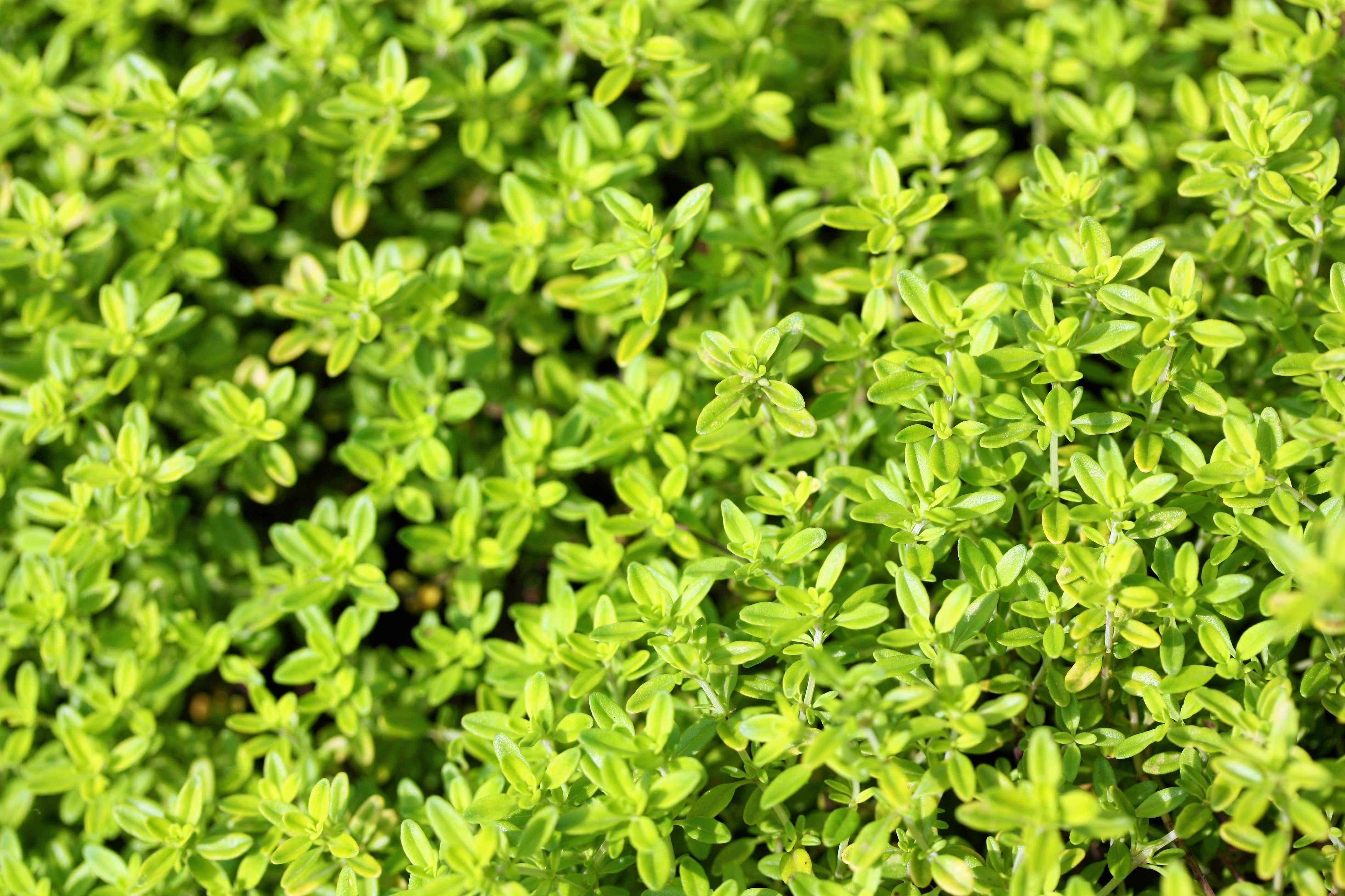 10,000 BULK LEMON THYME Thymus Pulegioides Herb Purple Flower Fragrant Evergreen Seeds