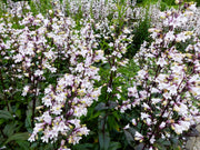 25 HUSKER RED PENSTEMON Digitalis Foxglove Beardtongue White Flower Seeds