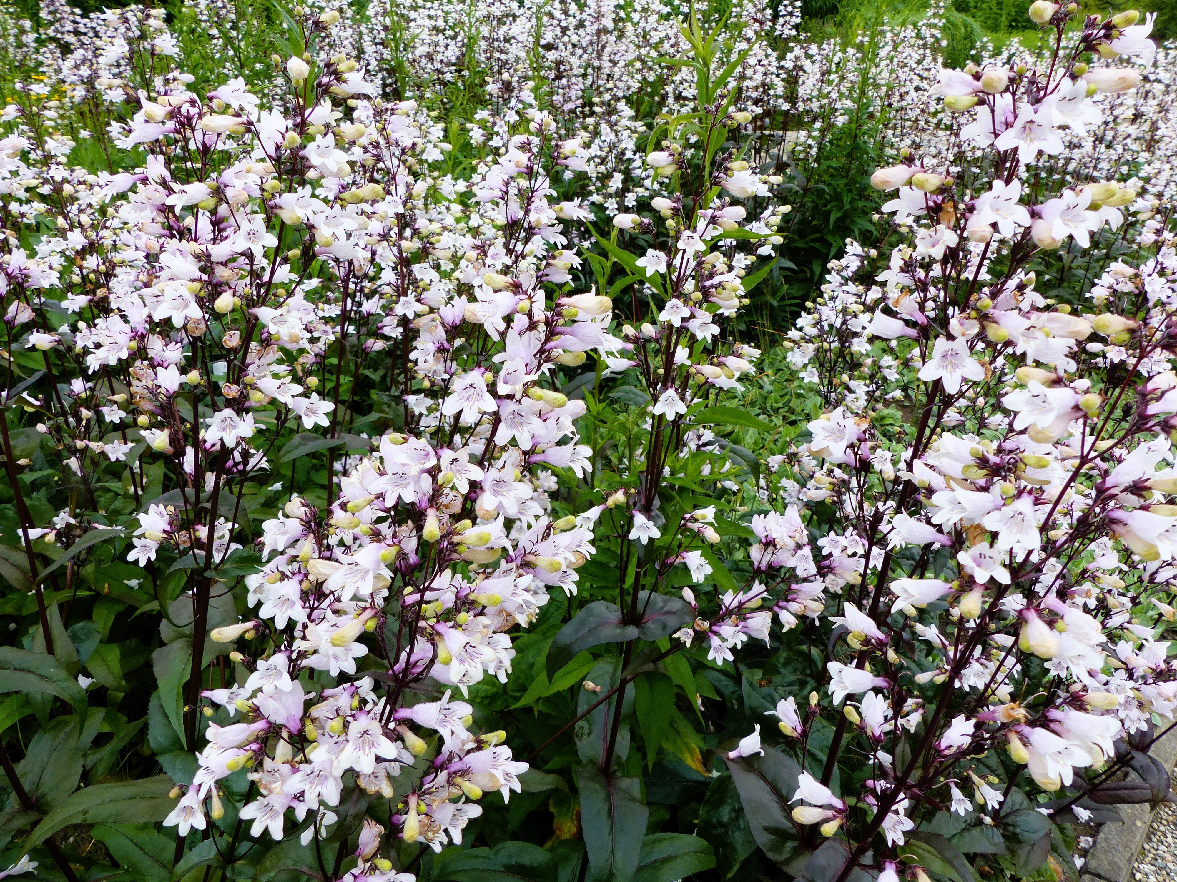 25 HUSKER RED PENSTEMON Digitalis Foxglove Beardtongue White Flower Seeds