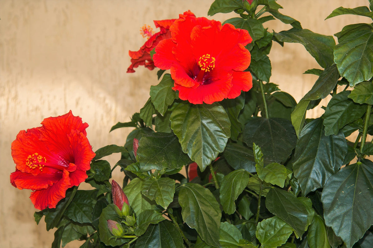 10 Luna RED HARDY HIBISCUS Hibiscus Moscheutos Balhibred Flower Seeds