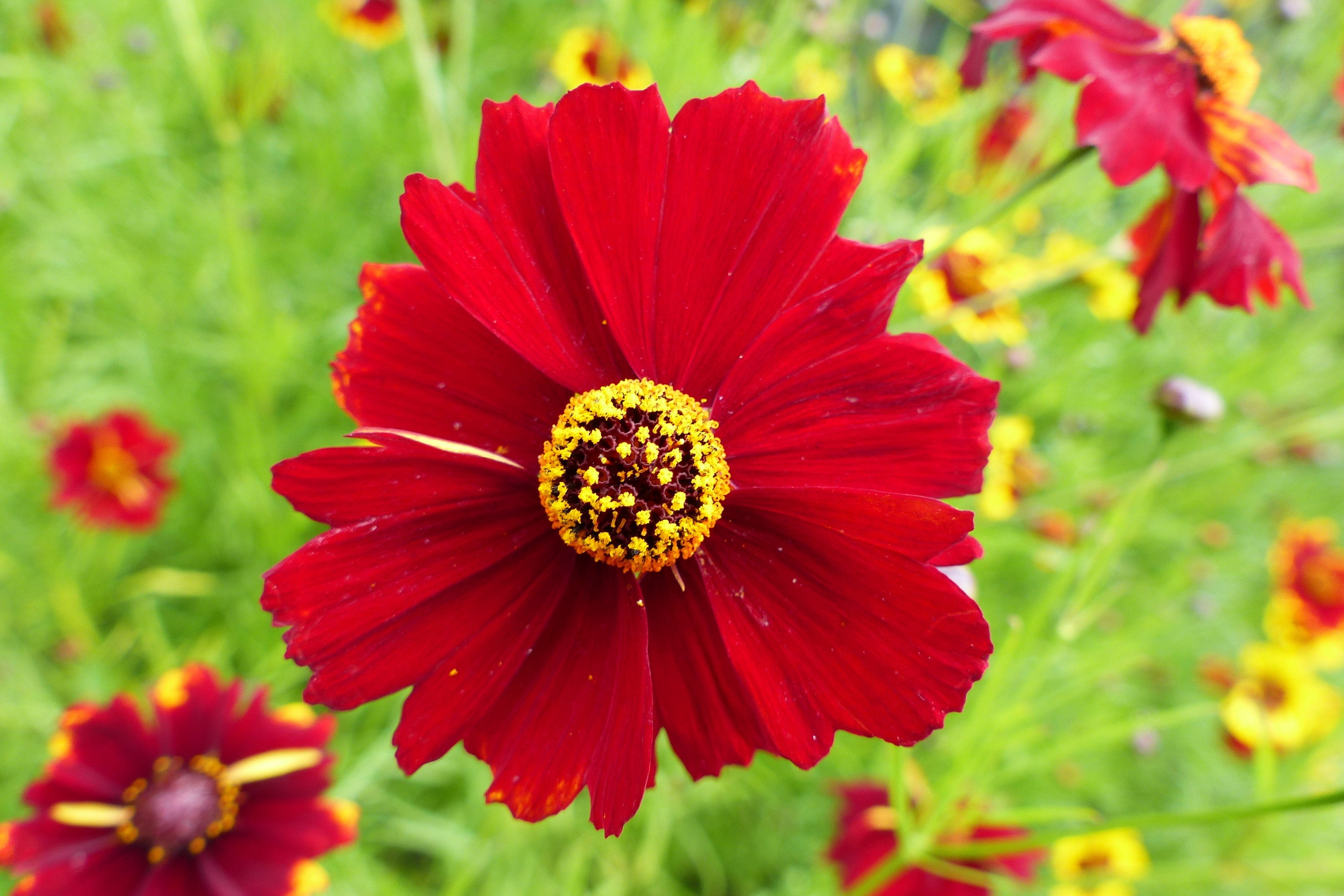 500 RED Dwarf PLAINS COREOPSIS Coreopsis Tinctoria Flower Seeds
