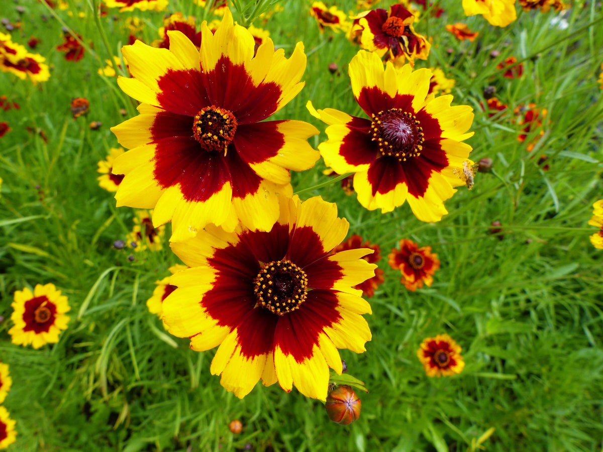 1000 PLAINS COREOPSIS (Golden Tickseed) Coreopsis Tinctoria Flower Seeds