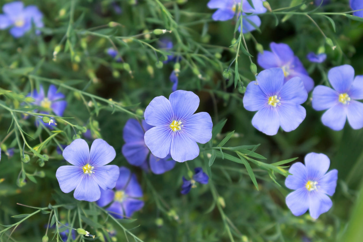 100 BLUE FLAX (Prairie Flax / Lewis Blue Flax) Linum Perenne Lewisii Flower Seeds