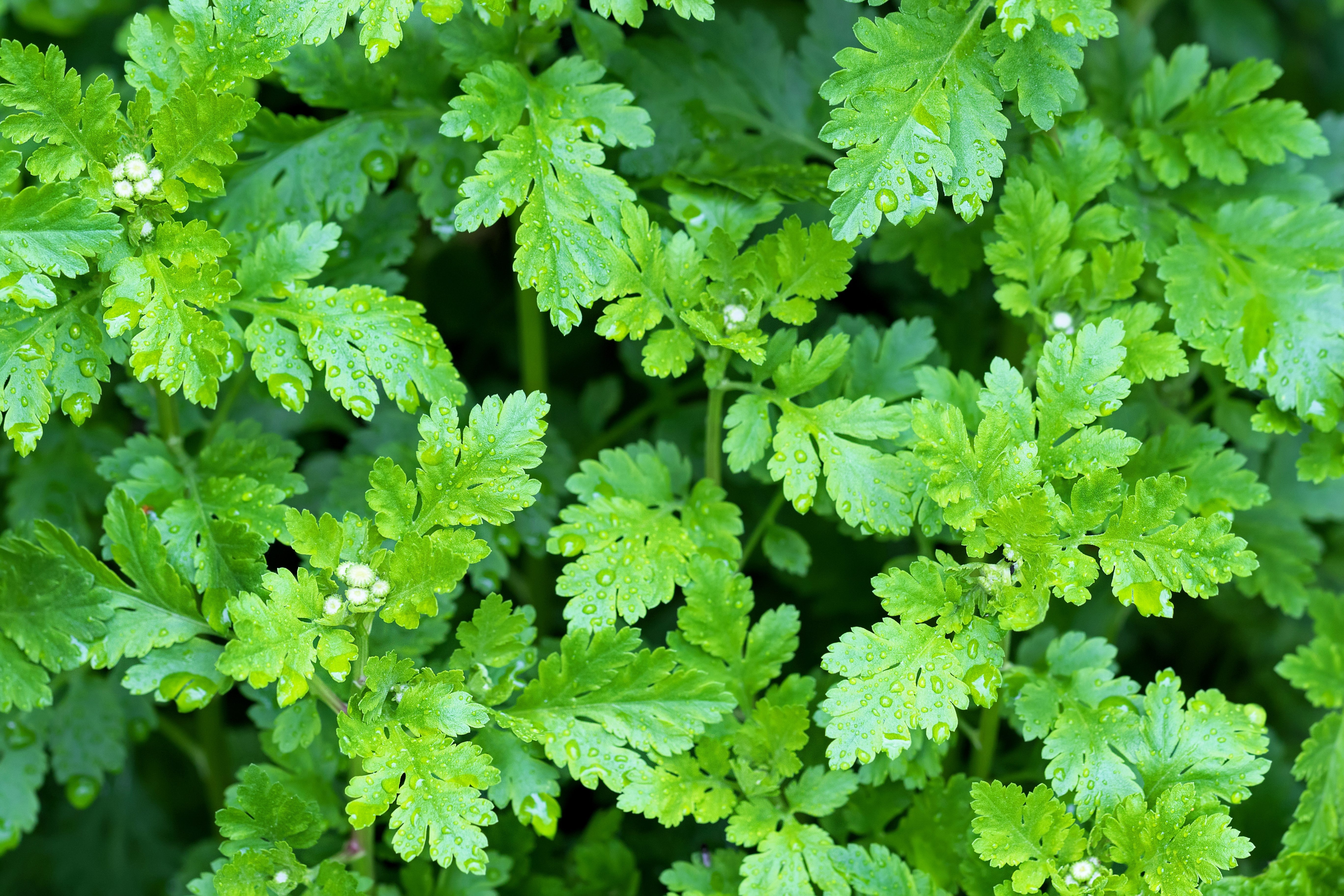 300 FEVERFEW Tanacetum Parthenium Herb Flower Seeds