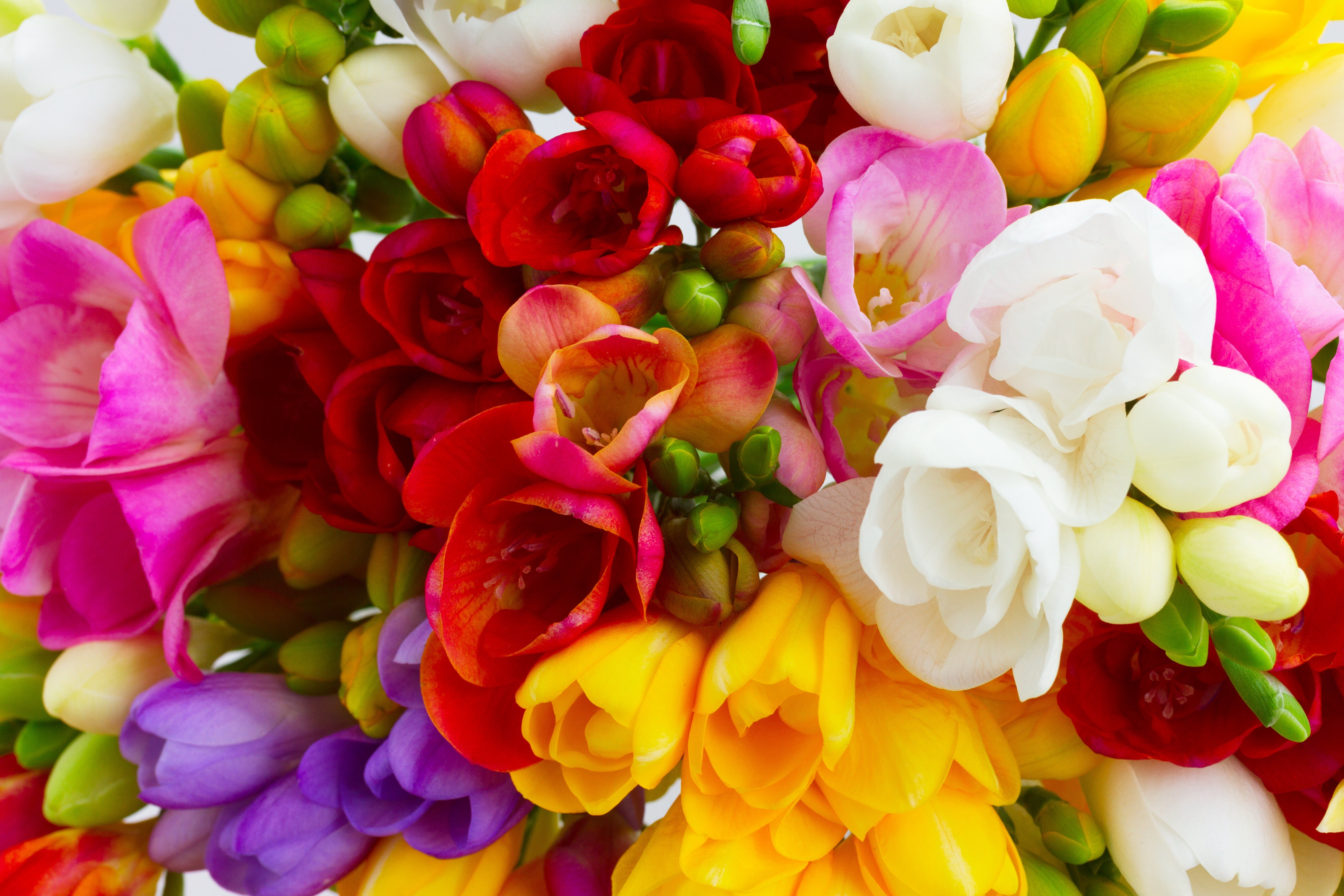 5 ROYAL CHAMPION Mix FREESIA Mixed Colors Pink Blue Purple Yellow Red Orange Flower Seeds