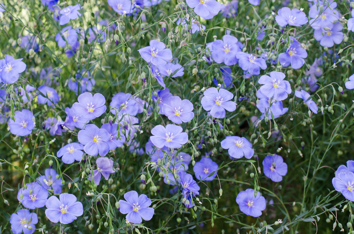 100 BLUE FLAX (Prairie Flax / Lewis Blue Flax) Linum Perenne Lewisii Flower Seeds