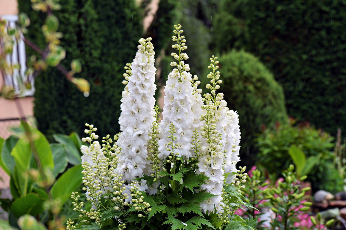 150 WHITE KING LARKSPUR Delphinium Consolida Giant Imperial Flower Seeds