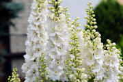 150 WHITE KING LARKSPUR Delphinium Consolida Giant Imperial Flower Seeds