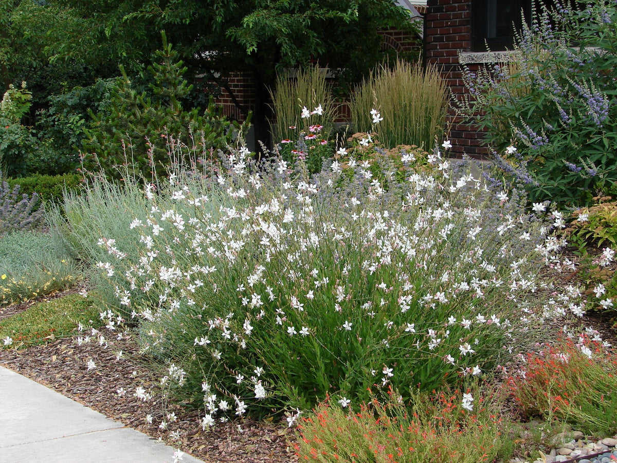 100 White GAURA WHIRLING BUTTERFLIES Gaura Lindheimeri Flower Seeds