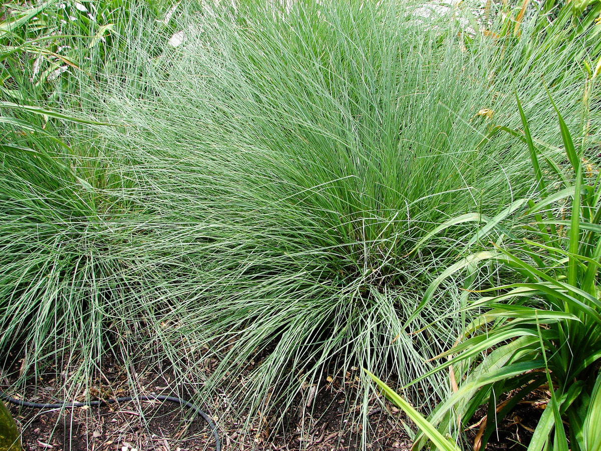 1000 BLUE GRAMA GRASS Gramma Bouteloua Gracilis Flower Mosquito Grass Seeds