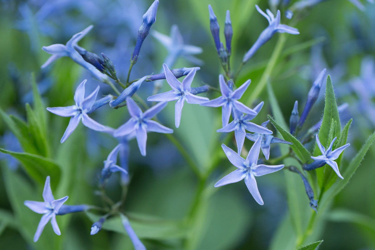 10 SHINING BLUESTAR Ozark or Showy Blue Star Amsonia Illustris Flower Seeds