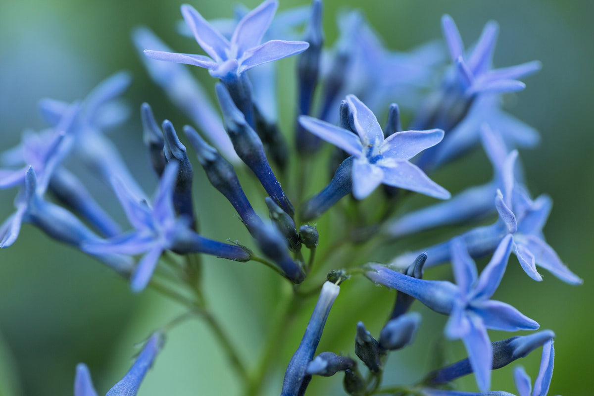 10 SHINING BLUESTAR Ozark or Showy Blue Star Amsonia Illustris Flower Seeds