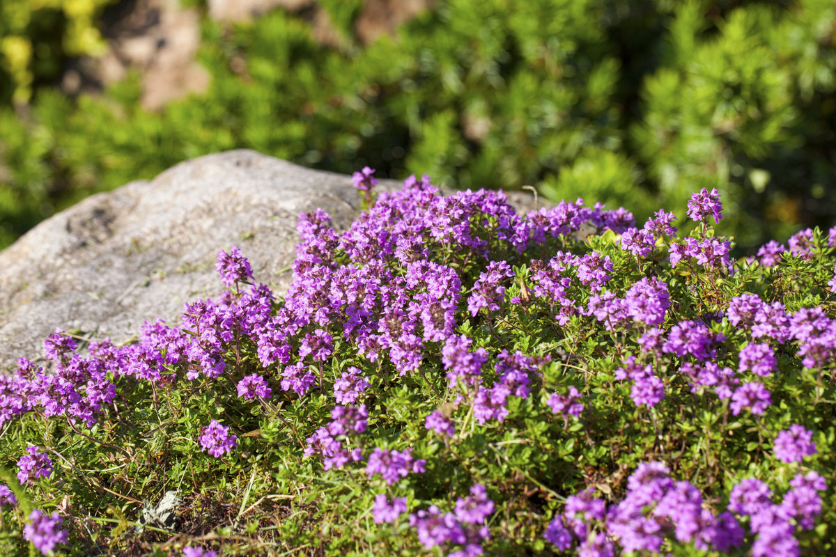 1000 Common GARDEN THYME English, German, French, or Winter Thymus Vulgaris Herb Flower Seeds