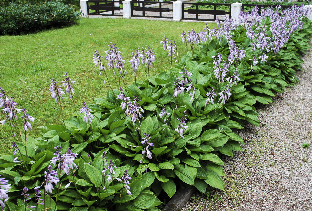 10 HOSTA ELEGANS Shade Lover Flower Seeds