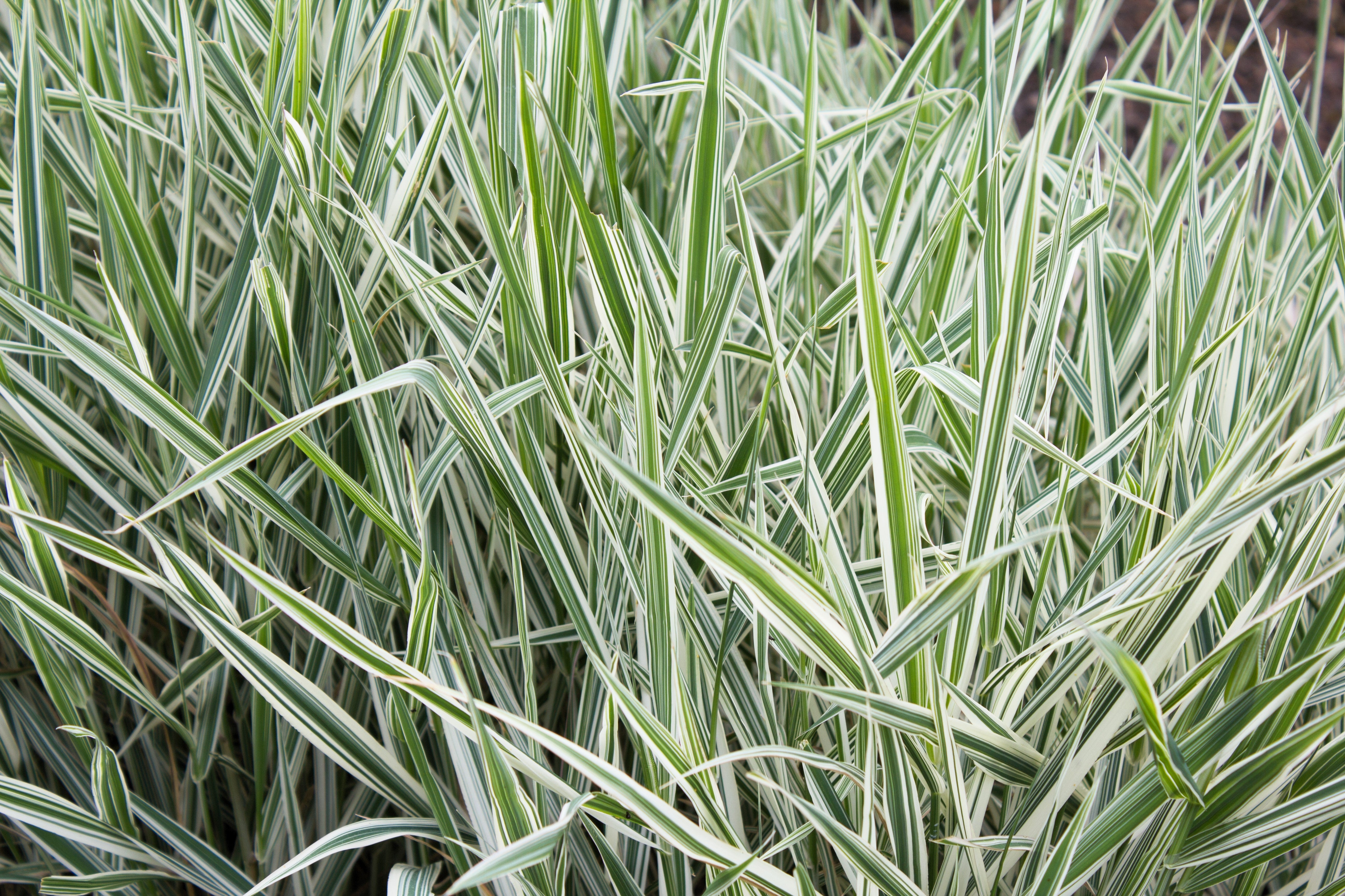 1000 Variegated RIBBON GRASS Reed Canary Phalaris Arundinacea Pink Flower Seeds